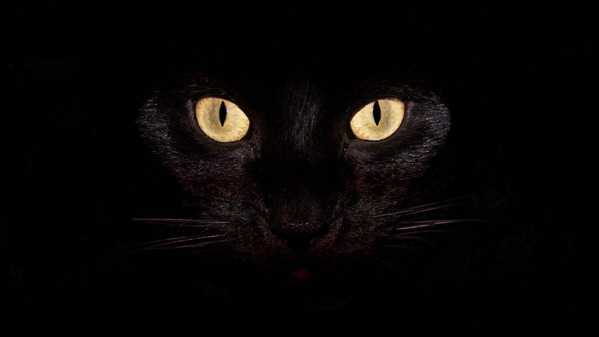 Black Cat Cool 4k Background