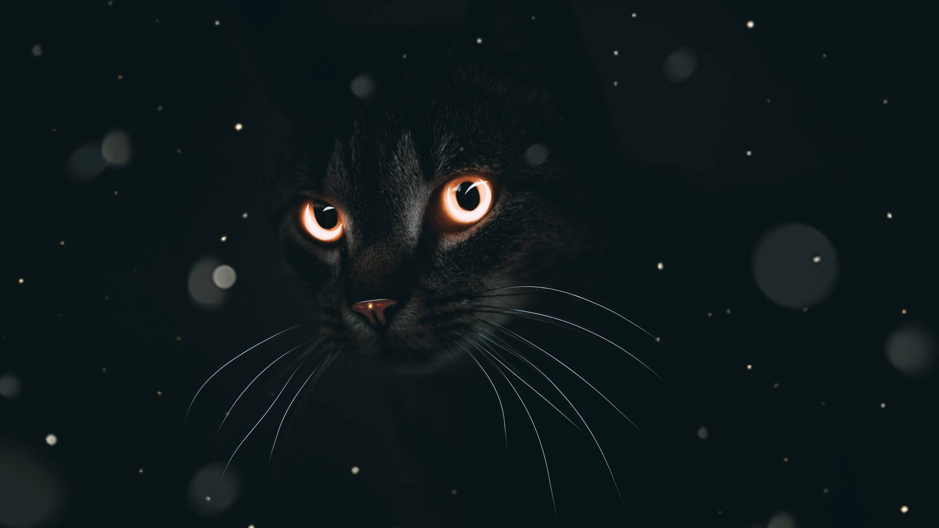 Black Cat Dark Mode Background