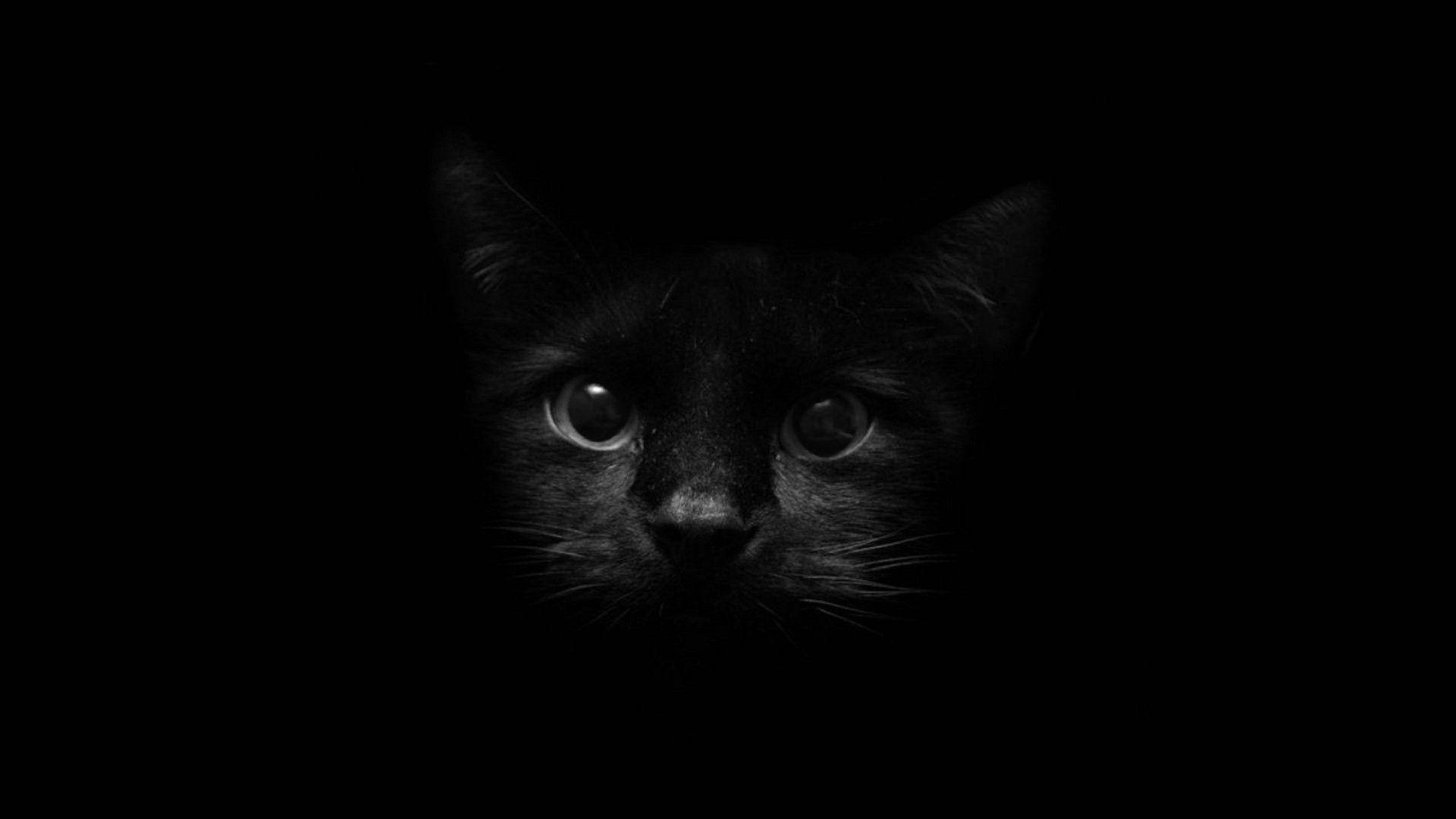 Black Cat Face Over Dark Screen Background