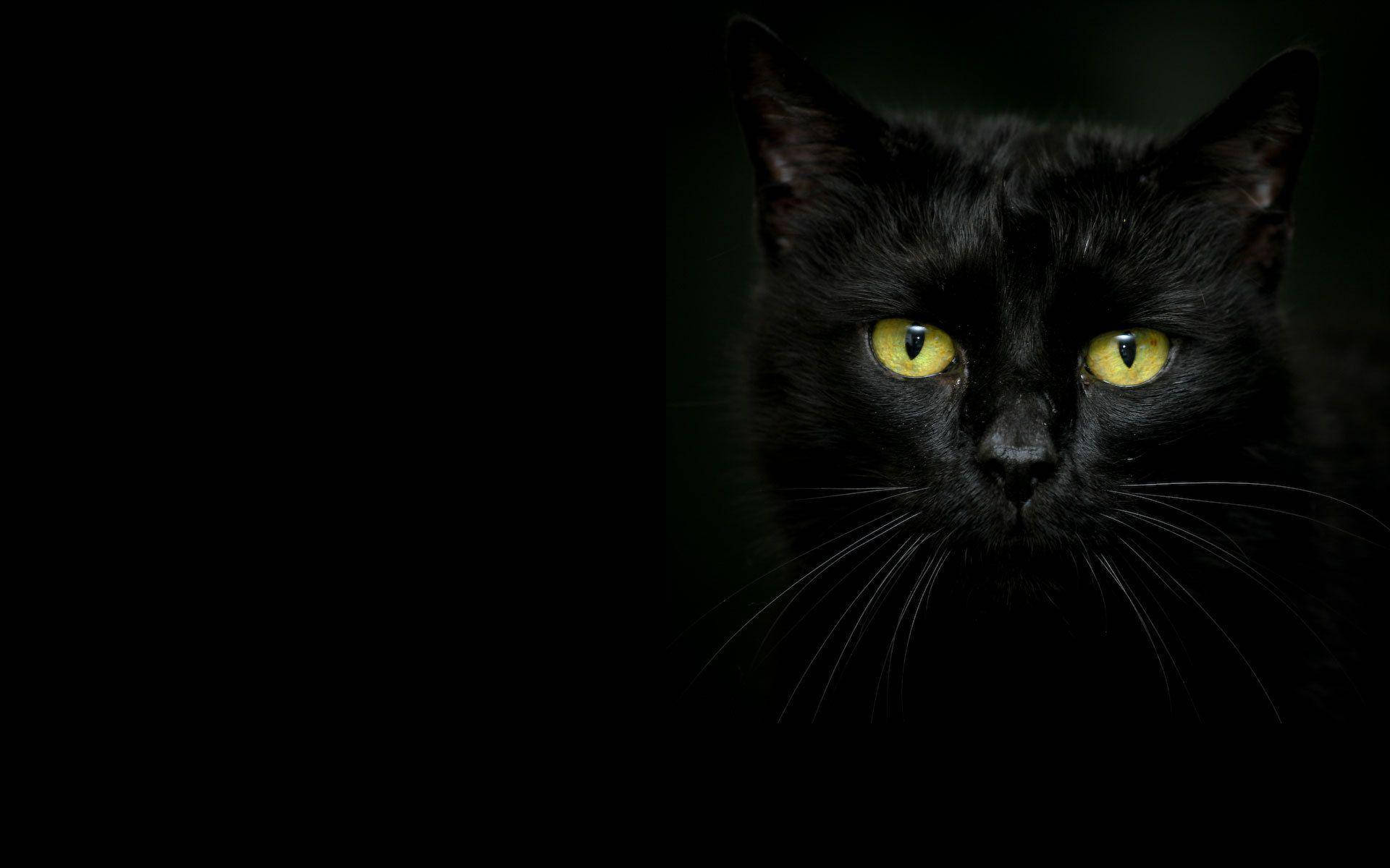 Black Cat For Beautiful Dark Background Background