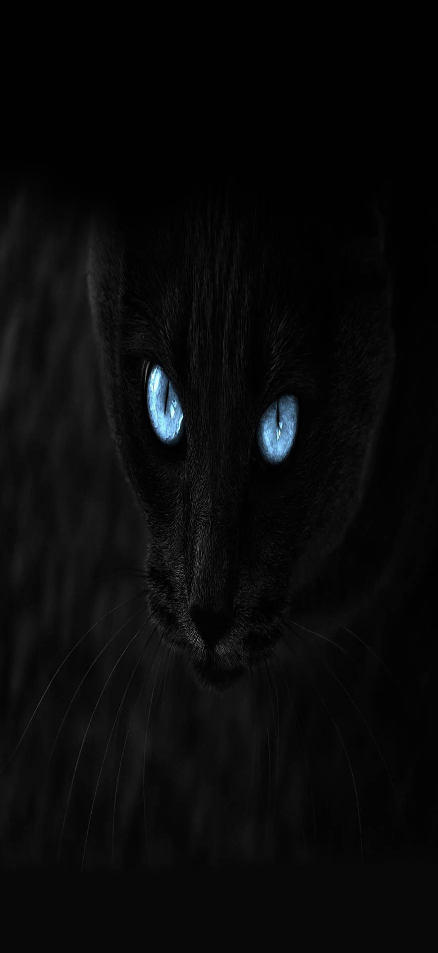 Black Cat Full Hd Phone Background