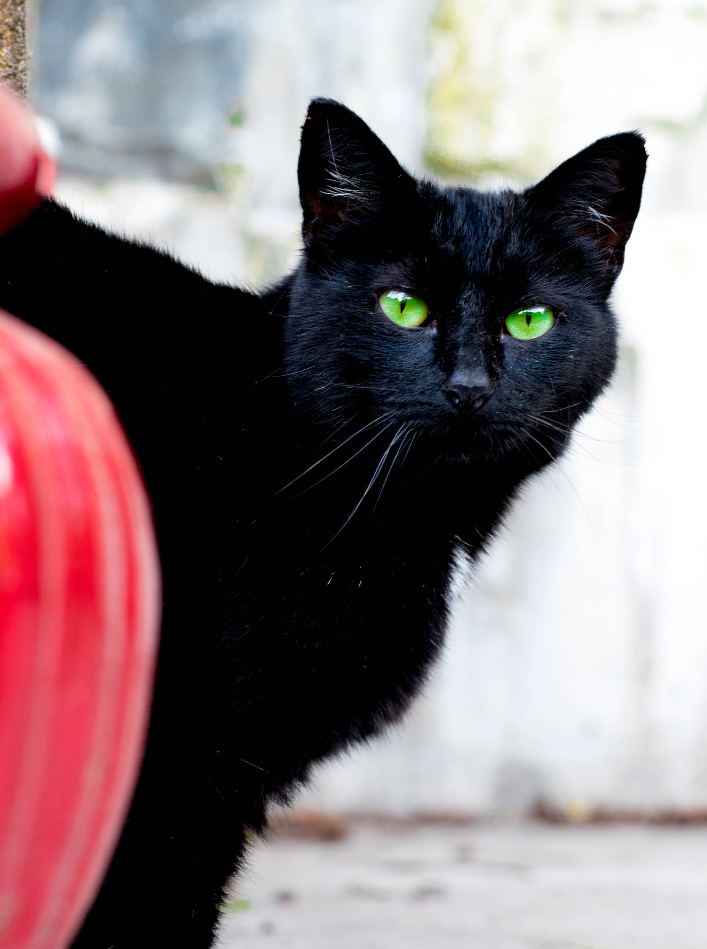 Black Cat Green Eyes Background