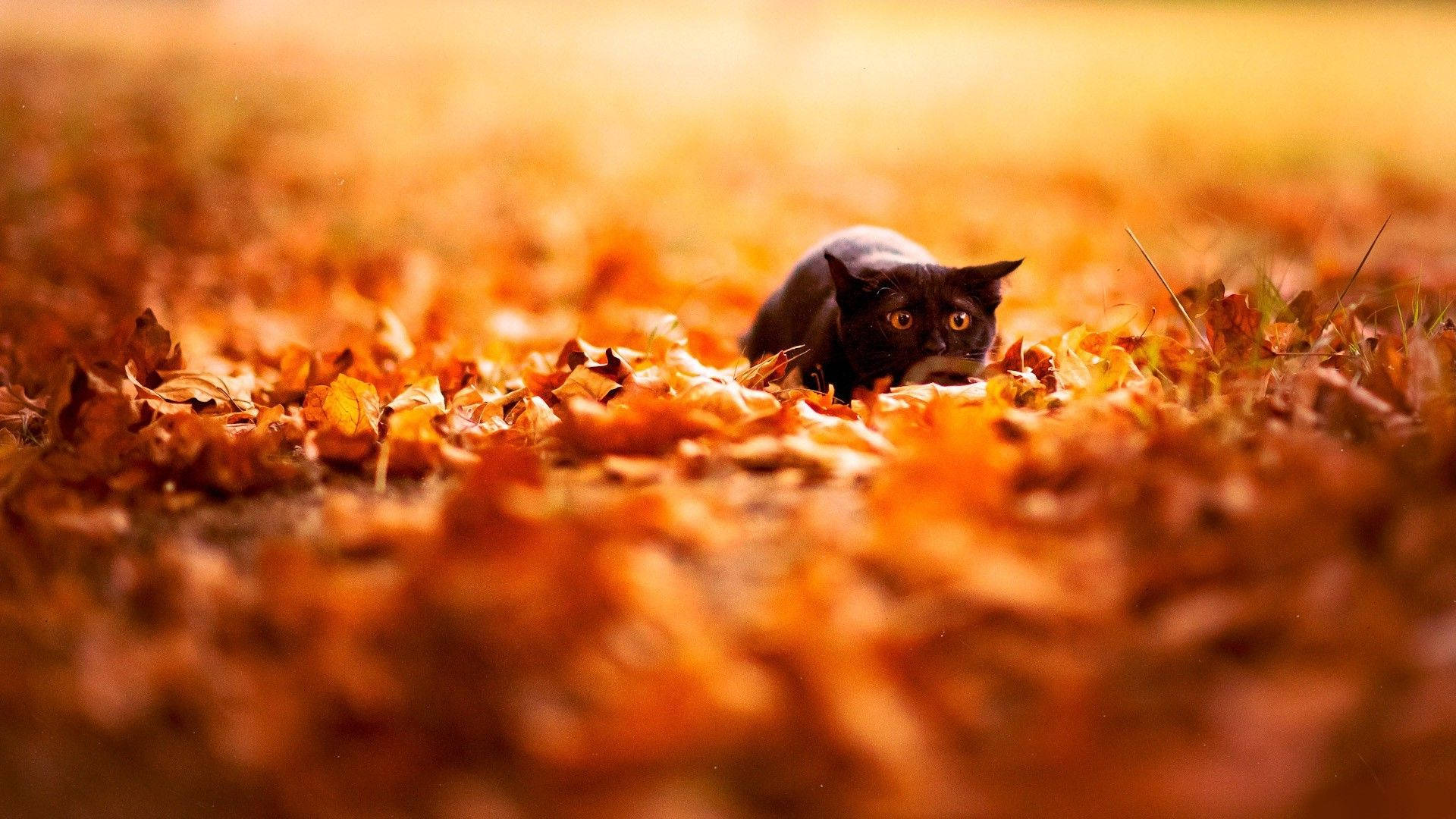 Black Cat In Fall Season Background