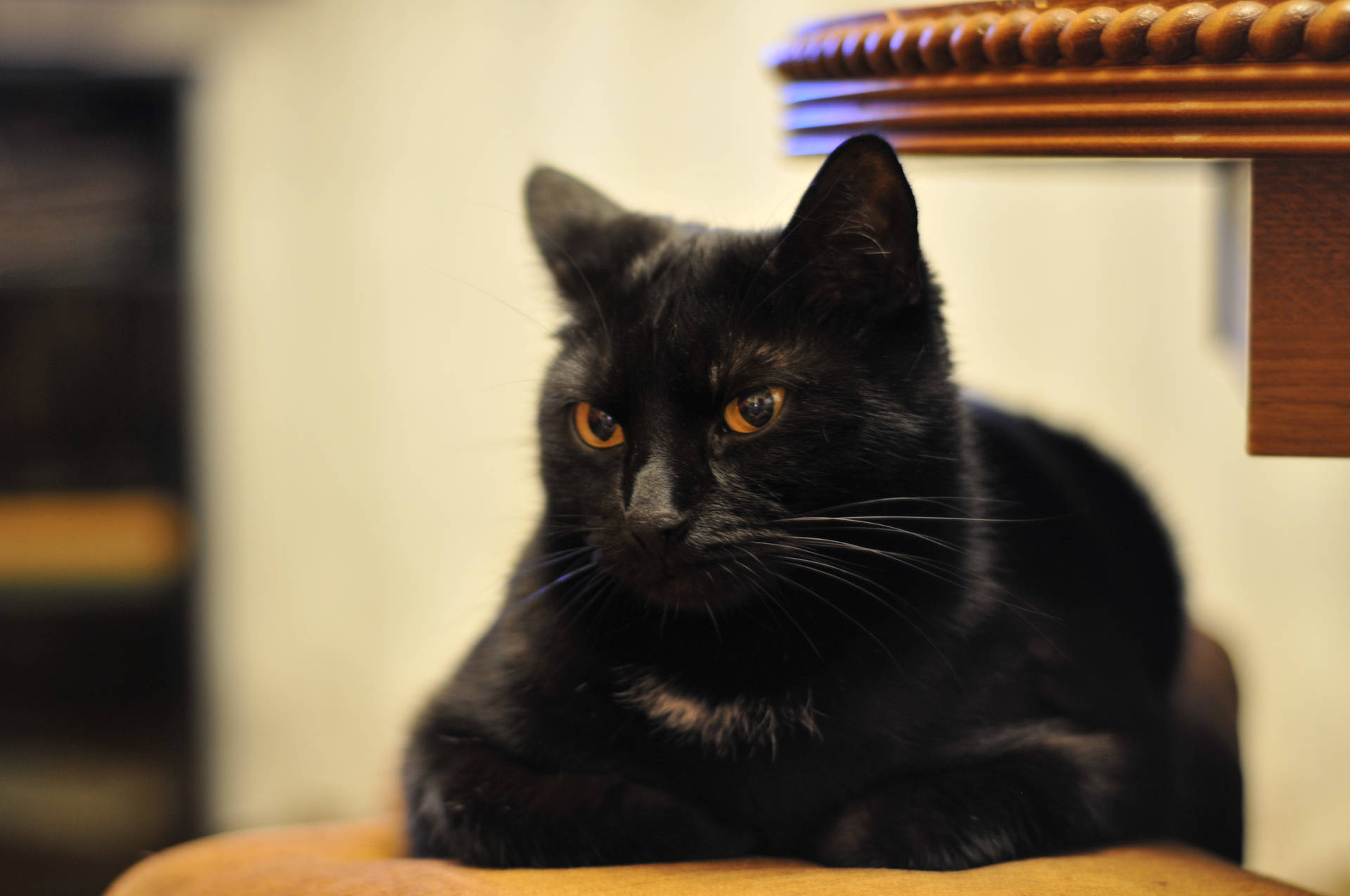 Black Cat In Loaf Pose Background