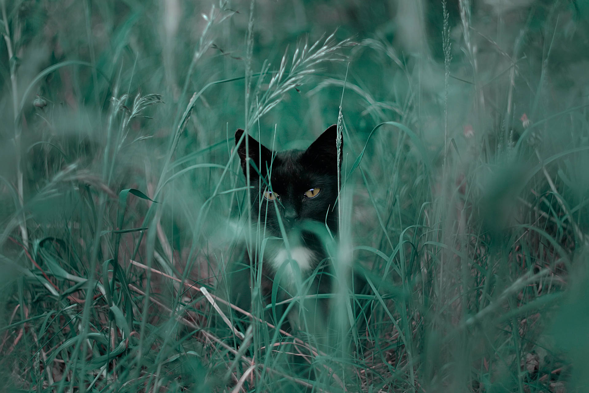 Black Cat In Tall Grass Background