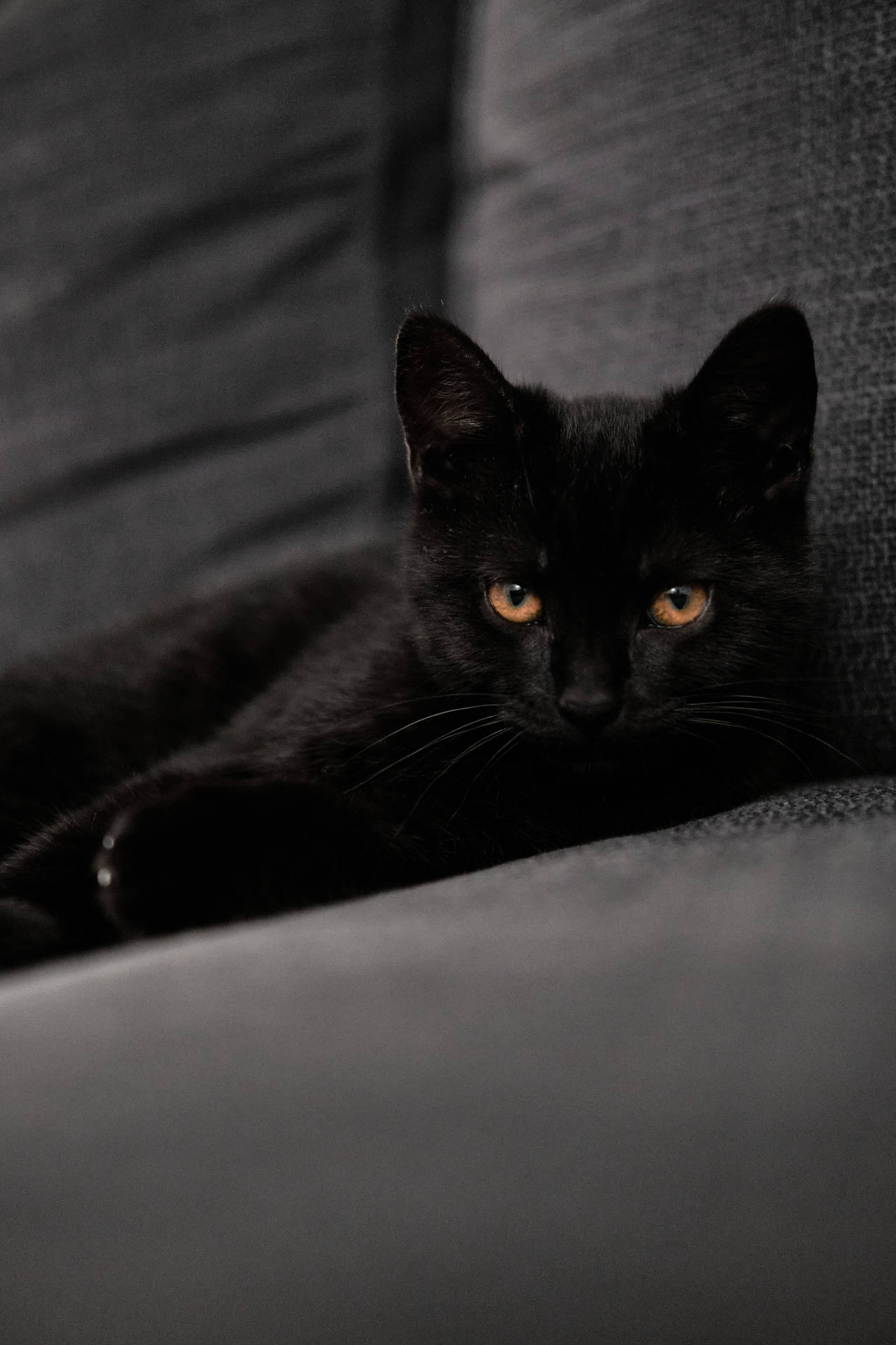 Black Cat Kitten On Couch Background