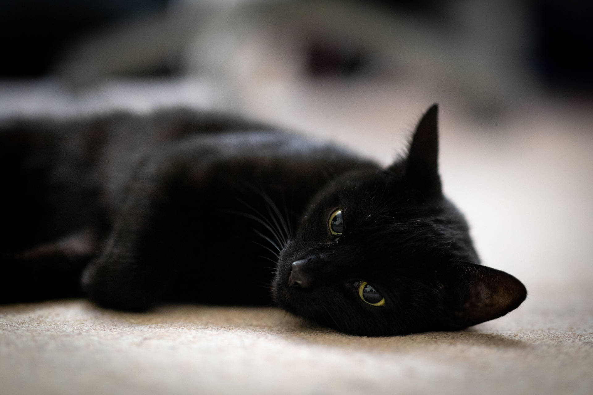 Black Cat Lying Down Background