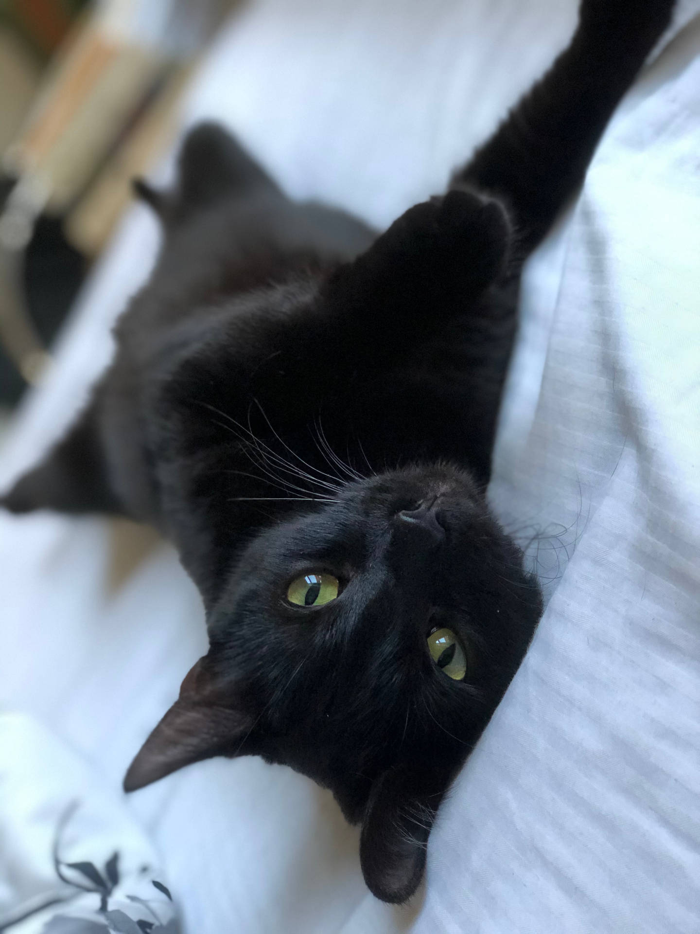 Black Cat On Bed Background