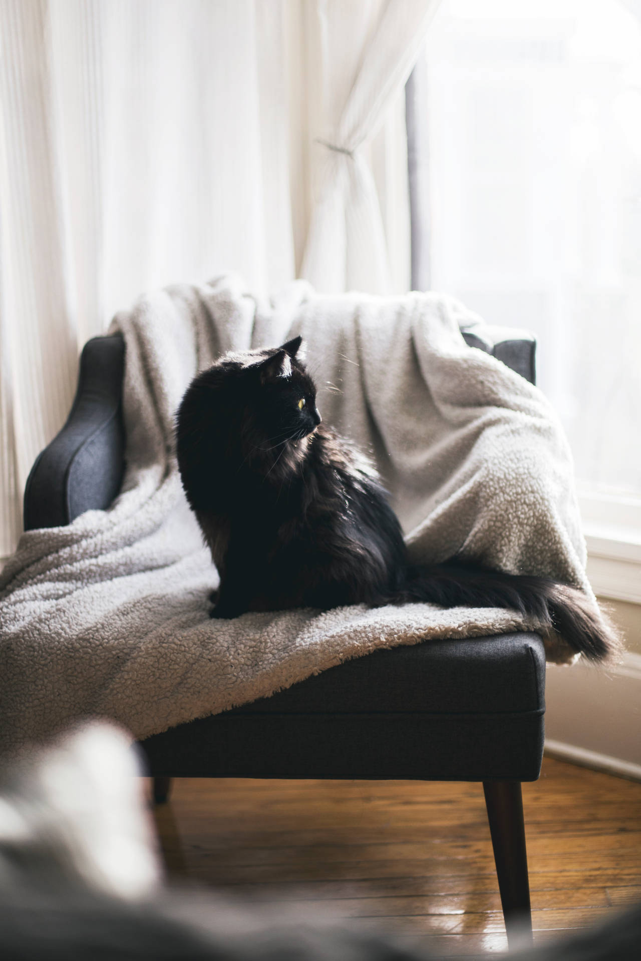 Black Cat On Cushion Chair Background
