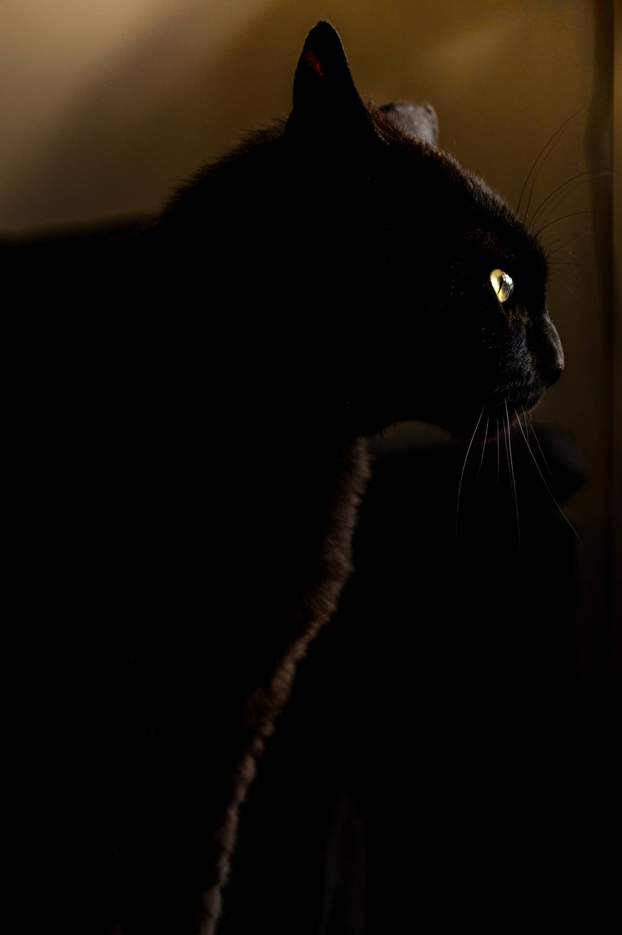 Black Cat On Dark Anime Background