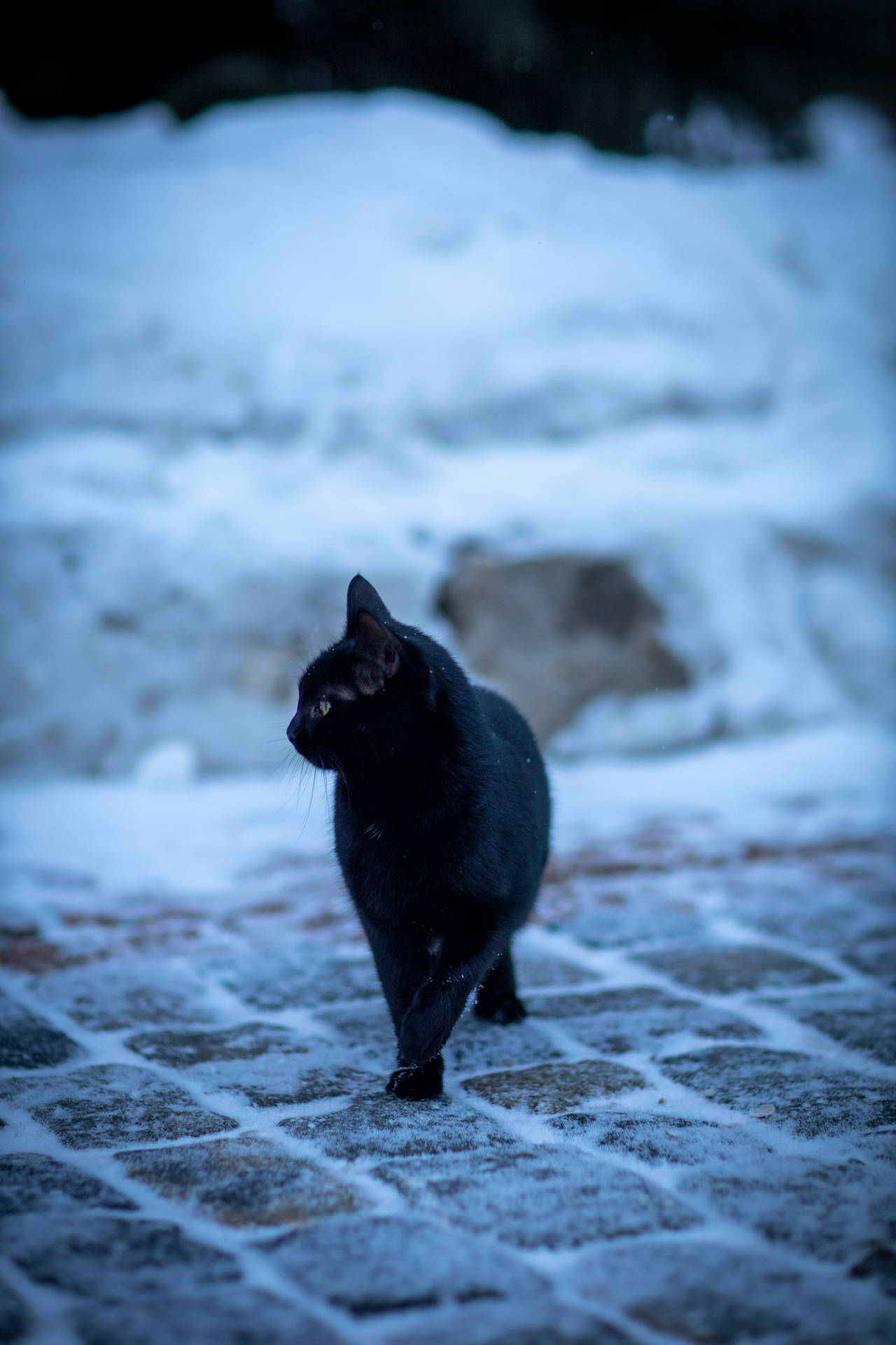 Black Cat On Snowy Cobblestone Background