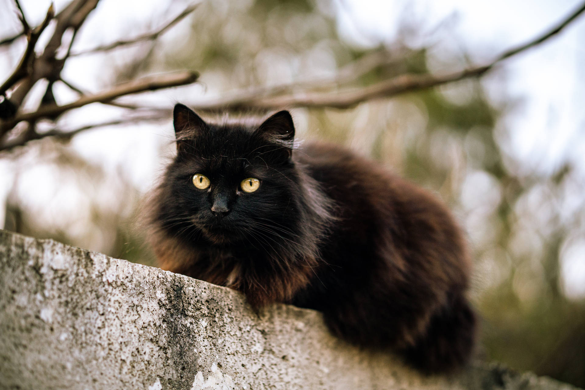 Black Cat On Stone Wall Background