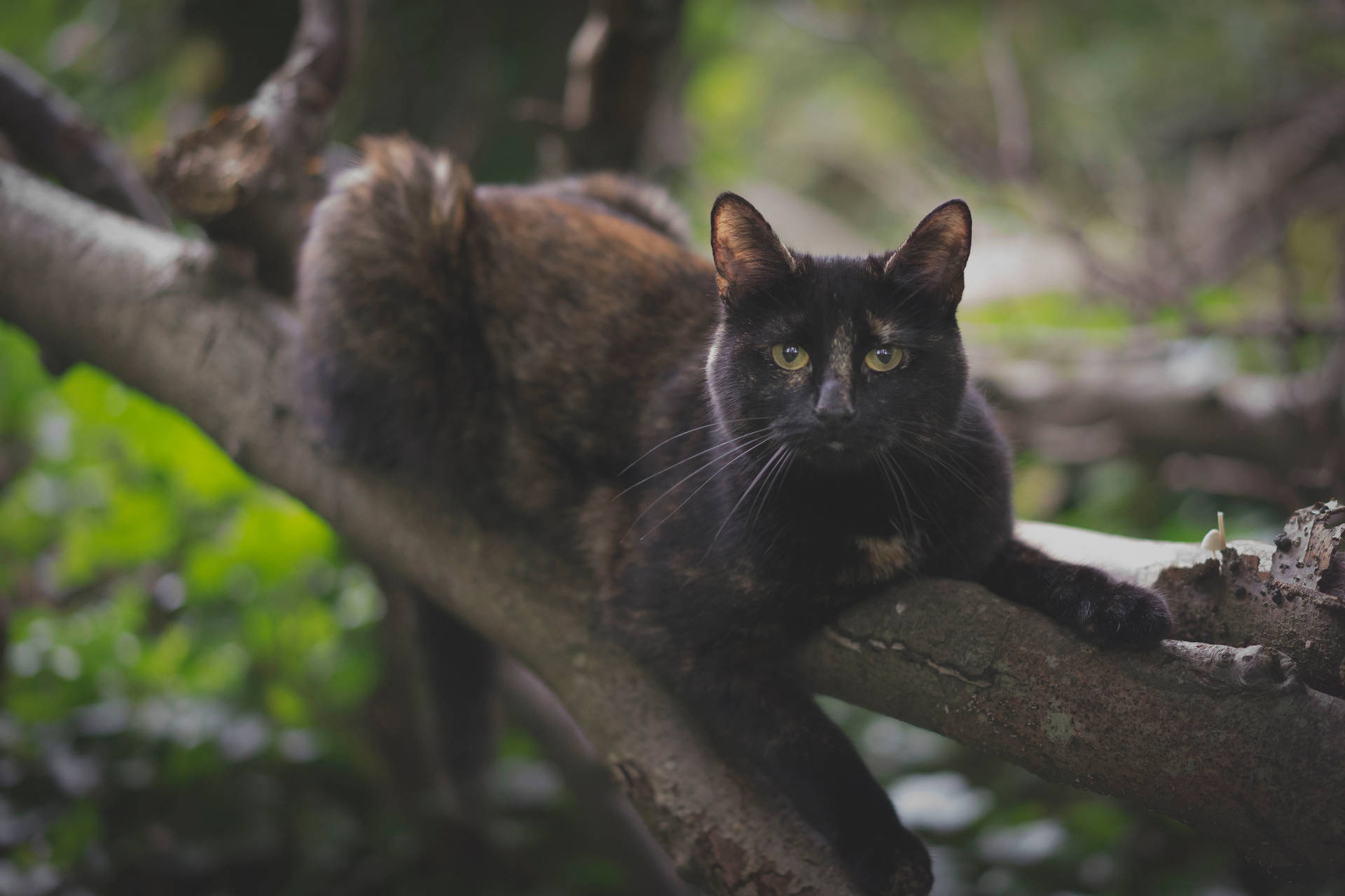 Black Cat On Tree Branch Background
