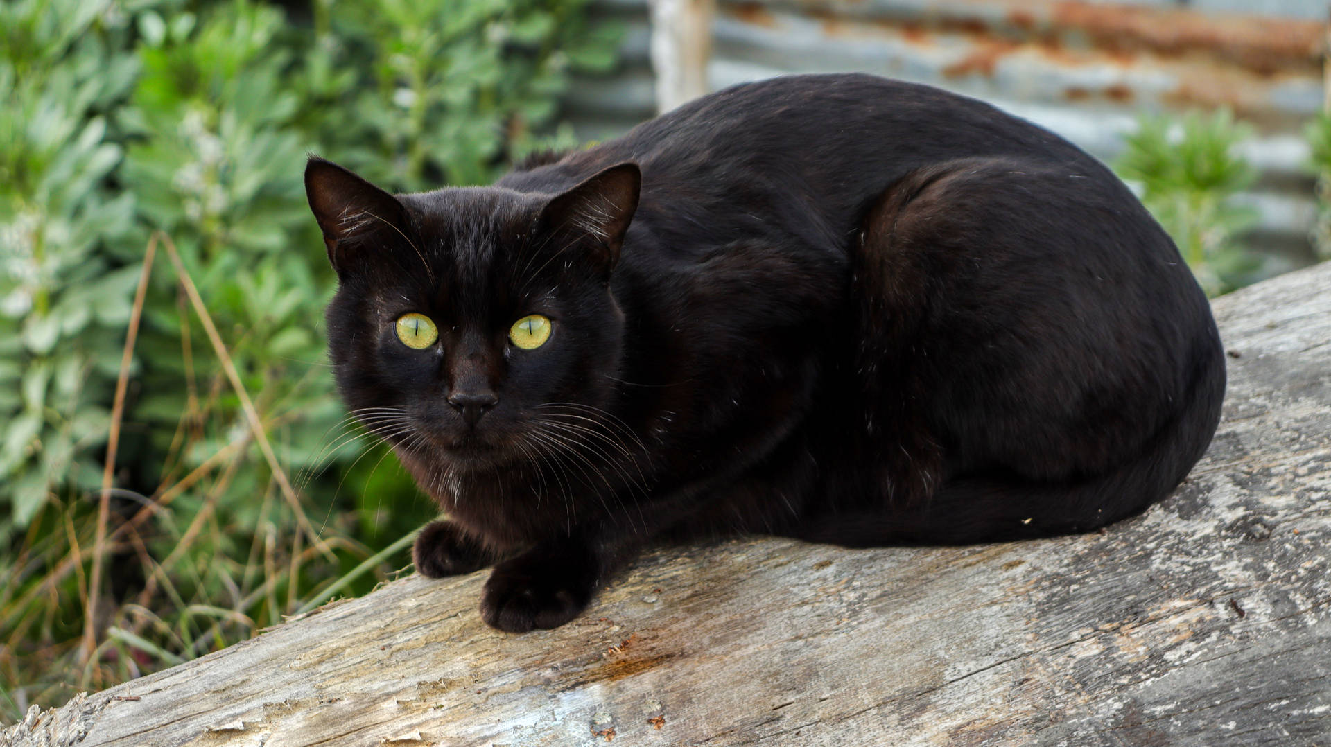 Black Cat On Wooden Log Background