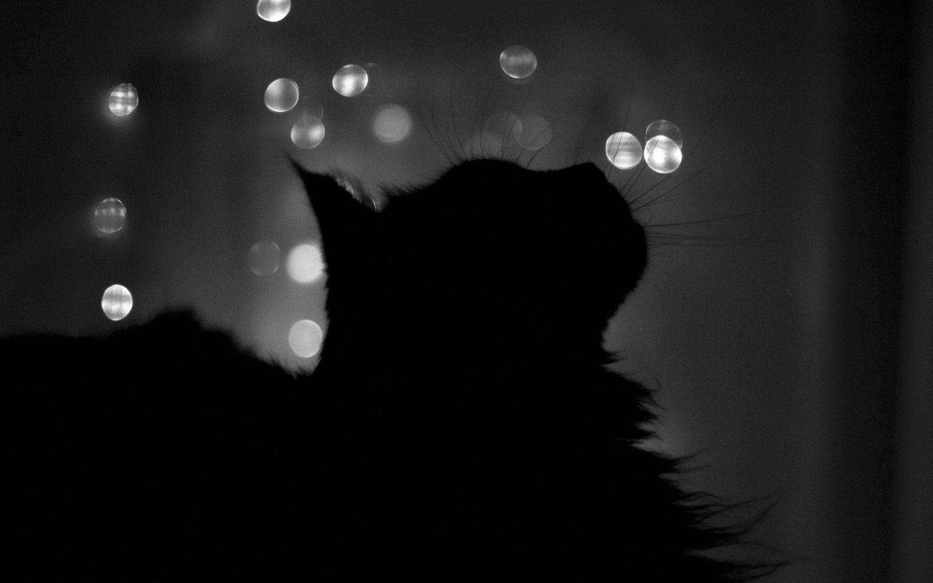 Black Cat Silhouette Background
