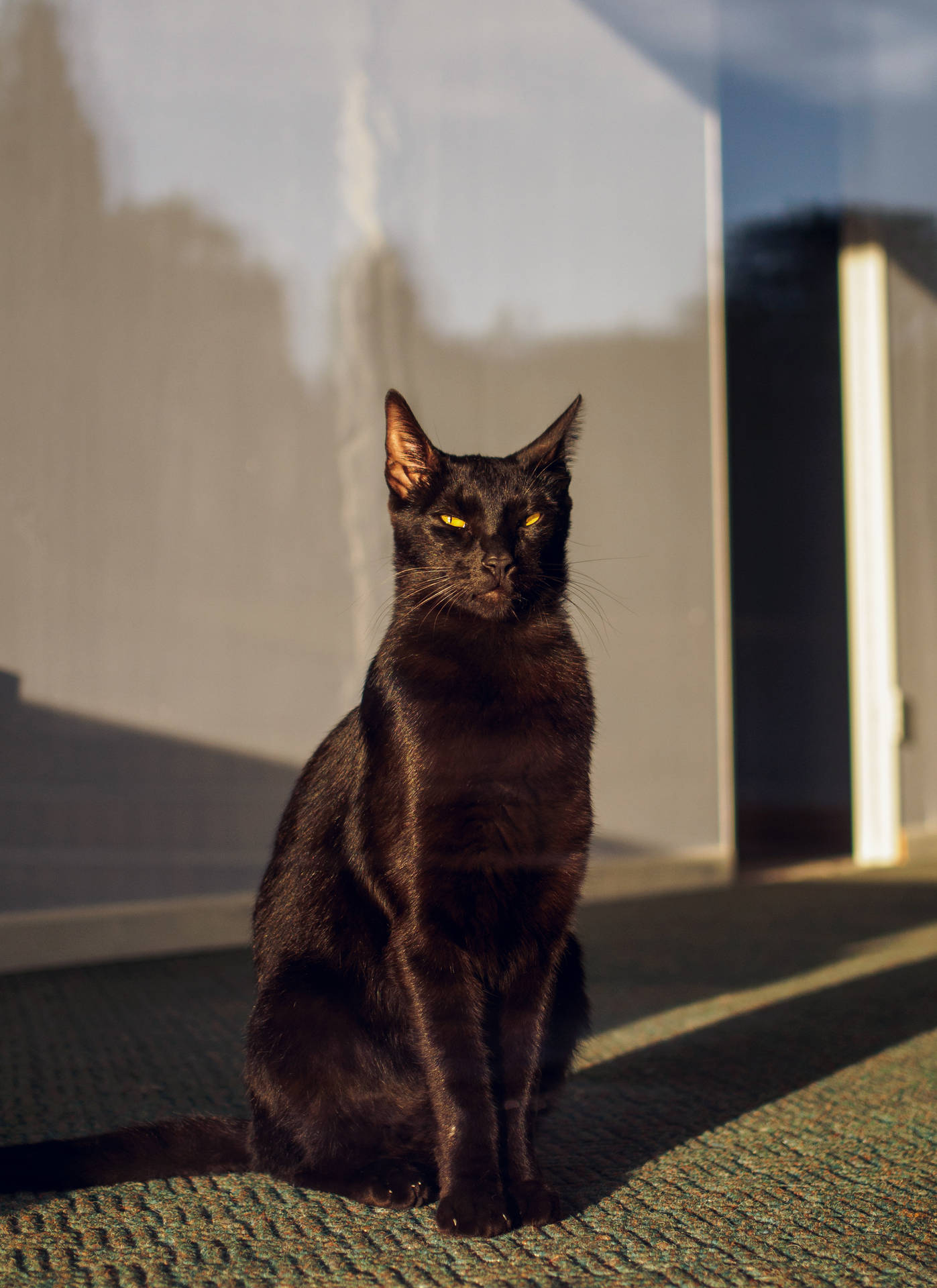 Black Cat Sunny Window Background