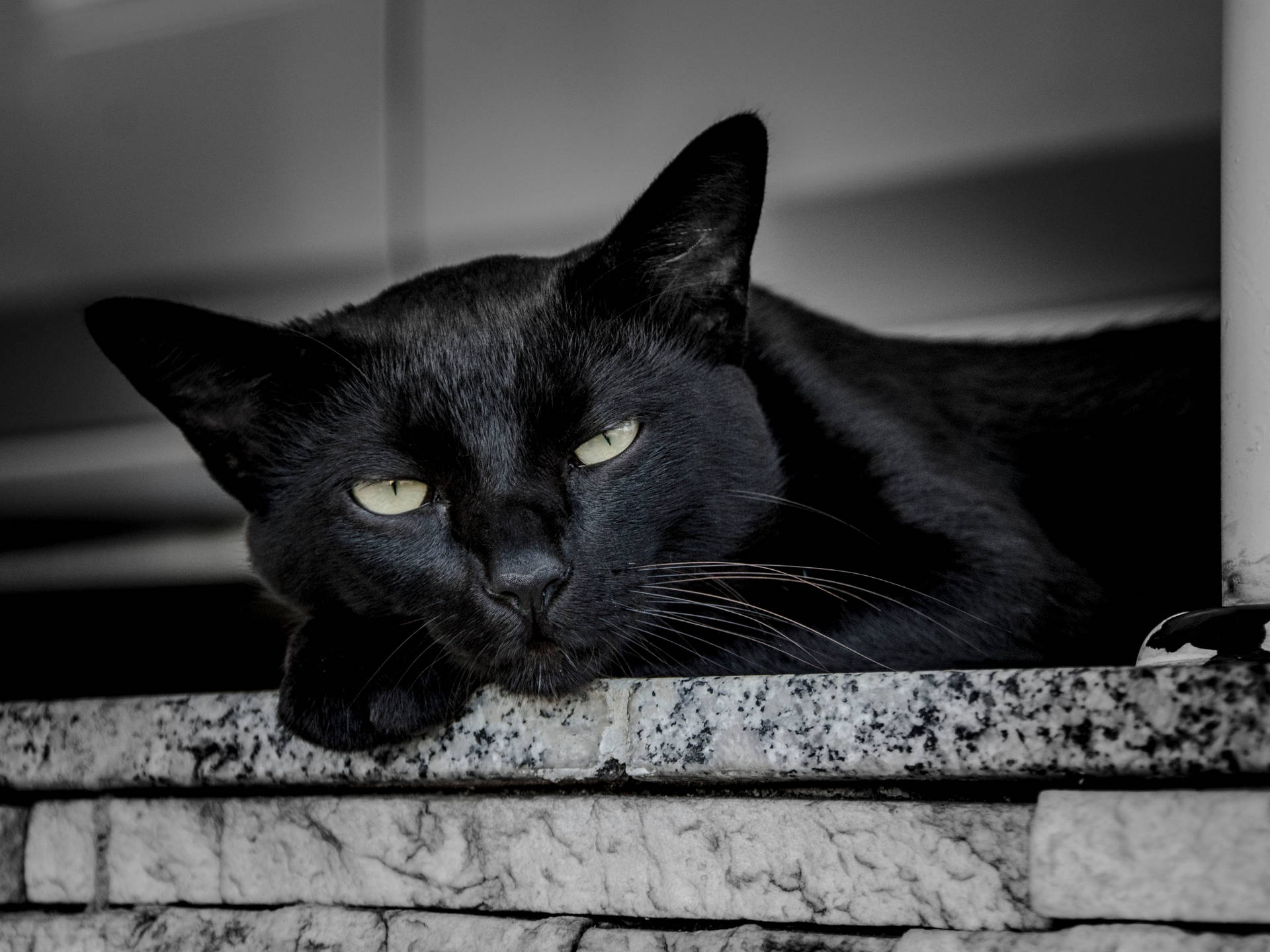 Black Cat Waking Up Background