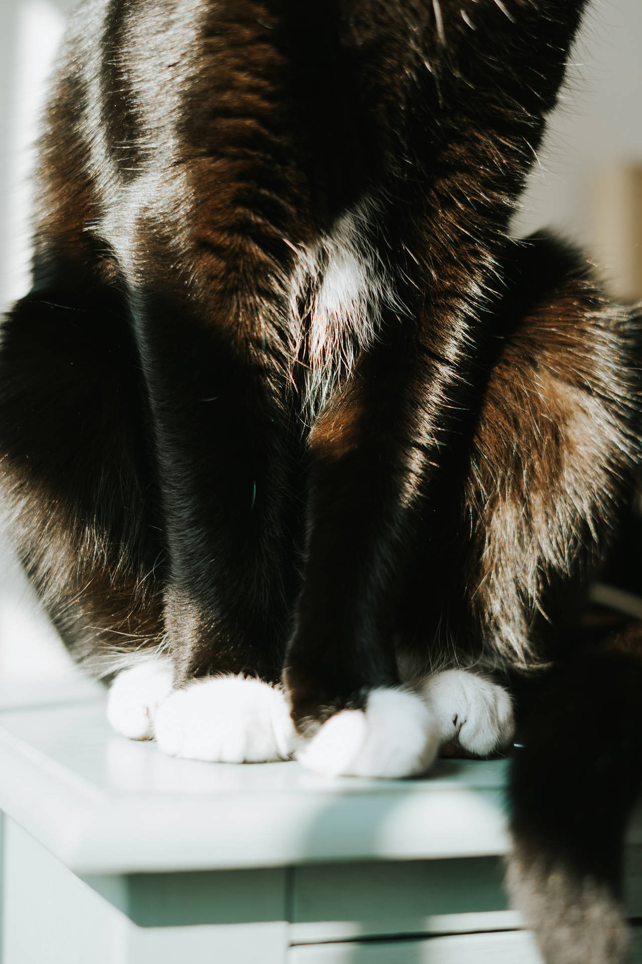 Black Cat White Paws Background