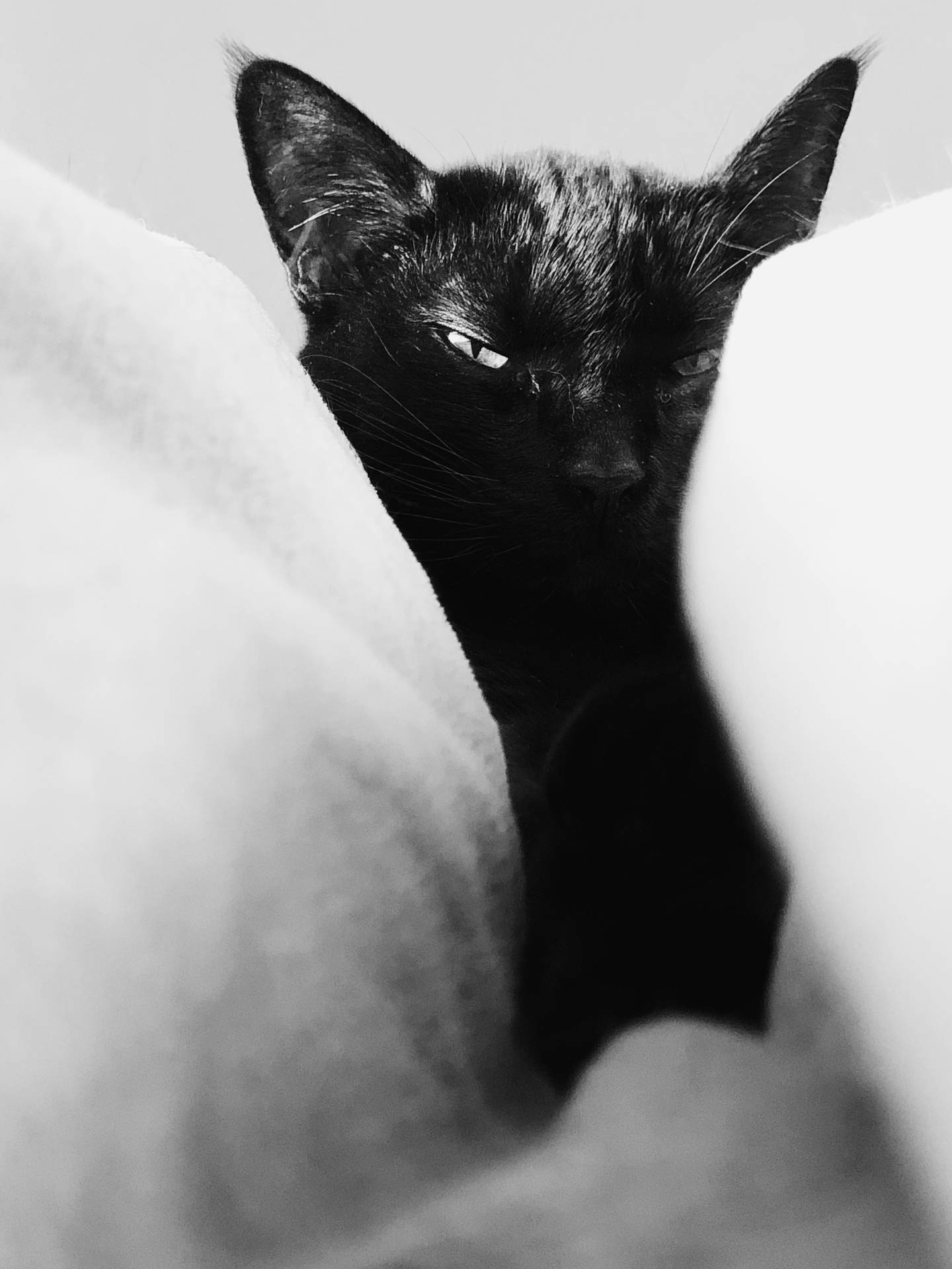 Black Cat White Pillows Background