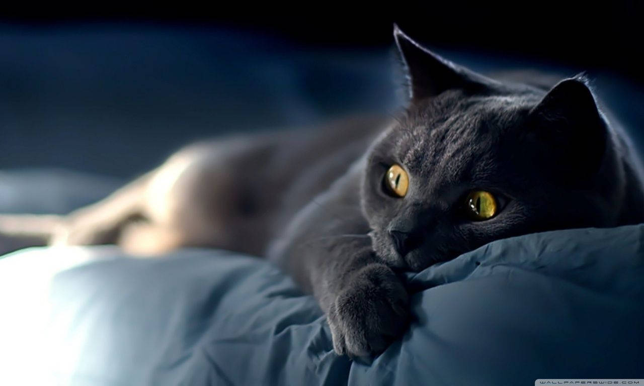 Black Cat Wide Eyes Background