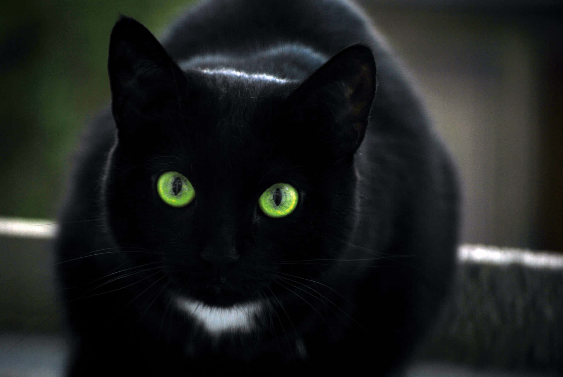 Black Cat With Green Eyes