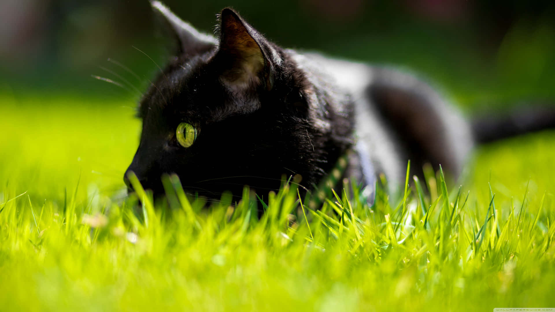 Black Cat With Green Eyes On Grass