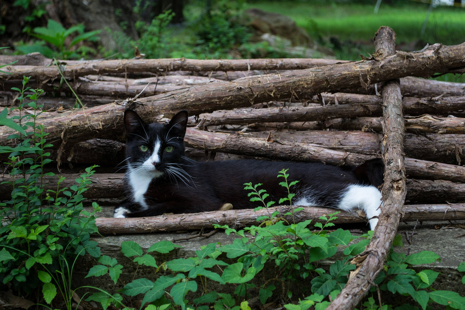 Black Cat Wood Pile Background