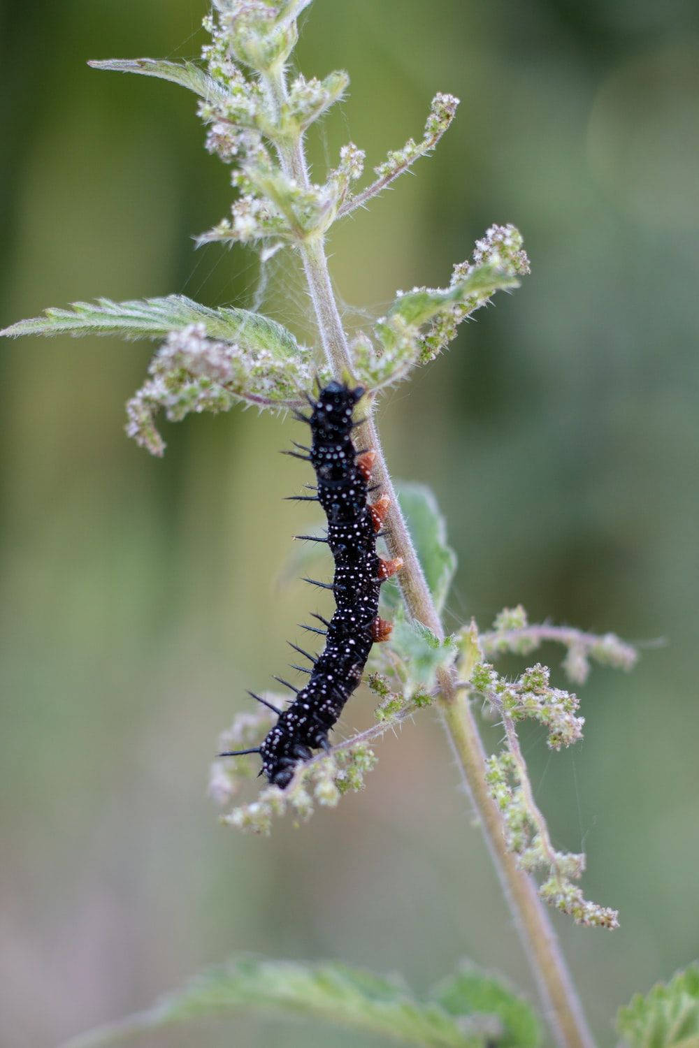Black Caterpillar With White Spots