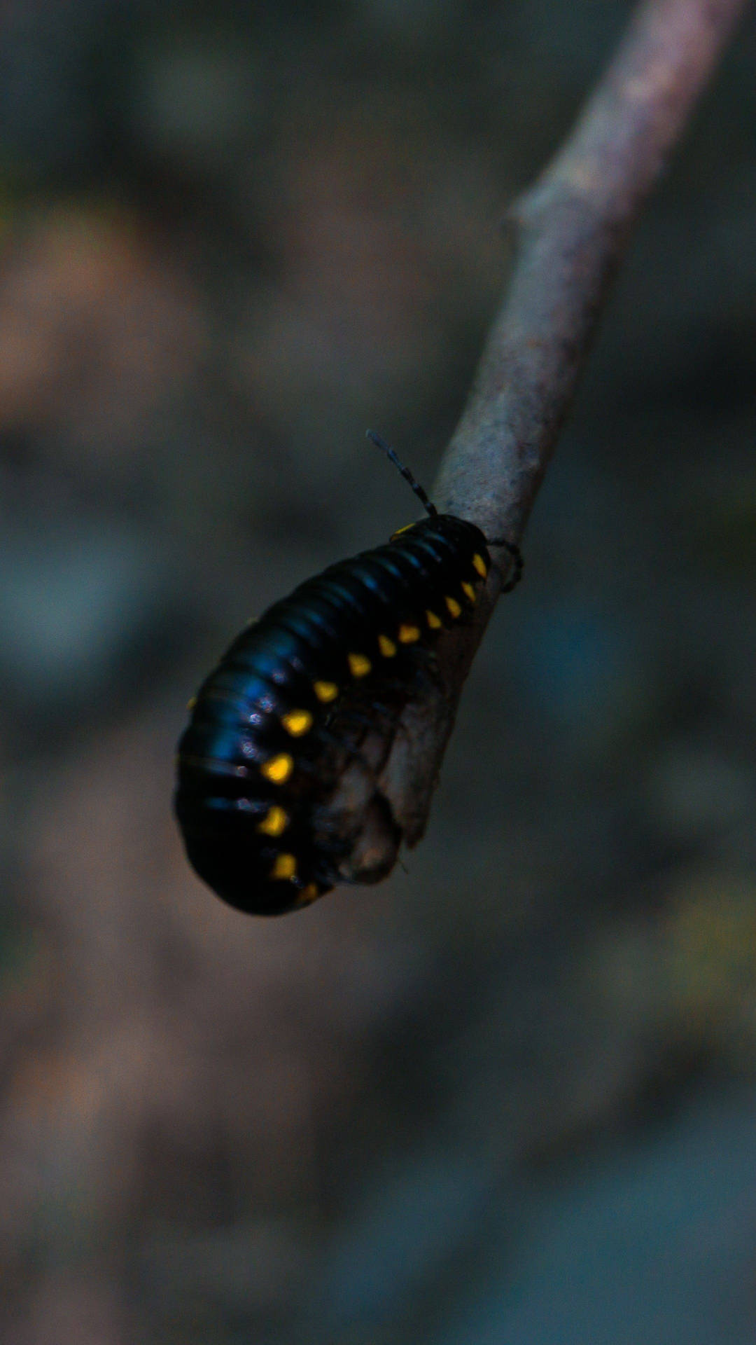 Black Caterpillar With Yellow Spots