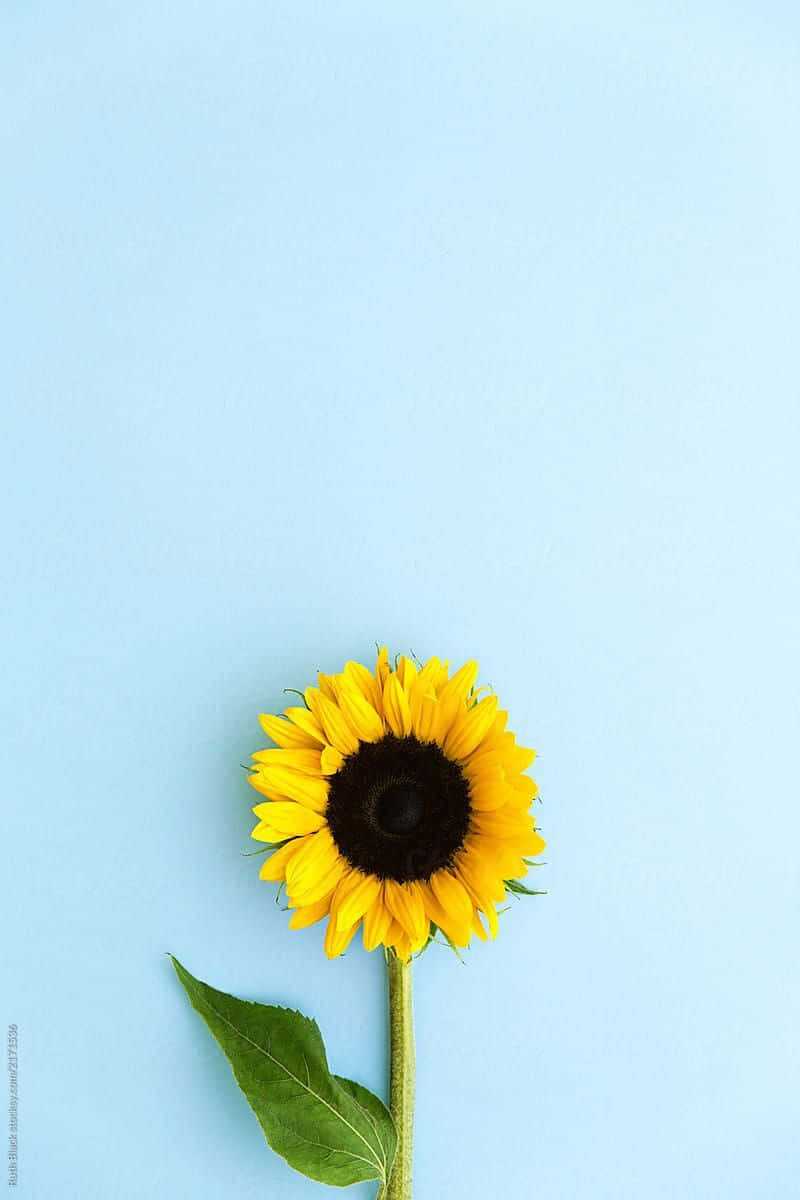 Black Center Bloom Sunflower Background
