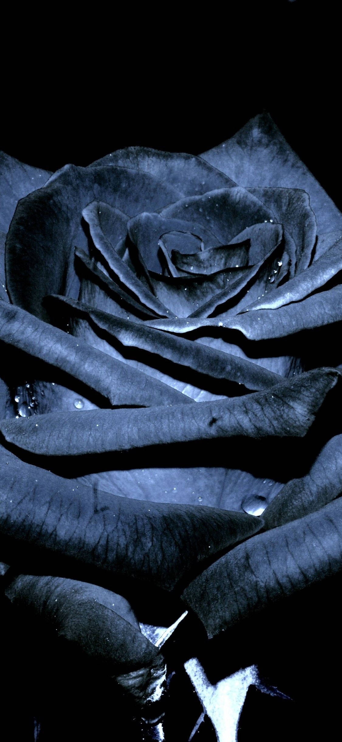 Black Charcoal Black Rose Iphone