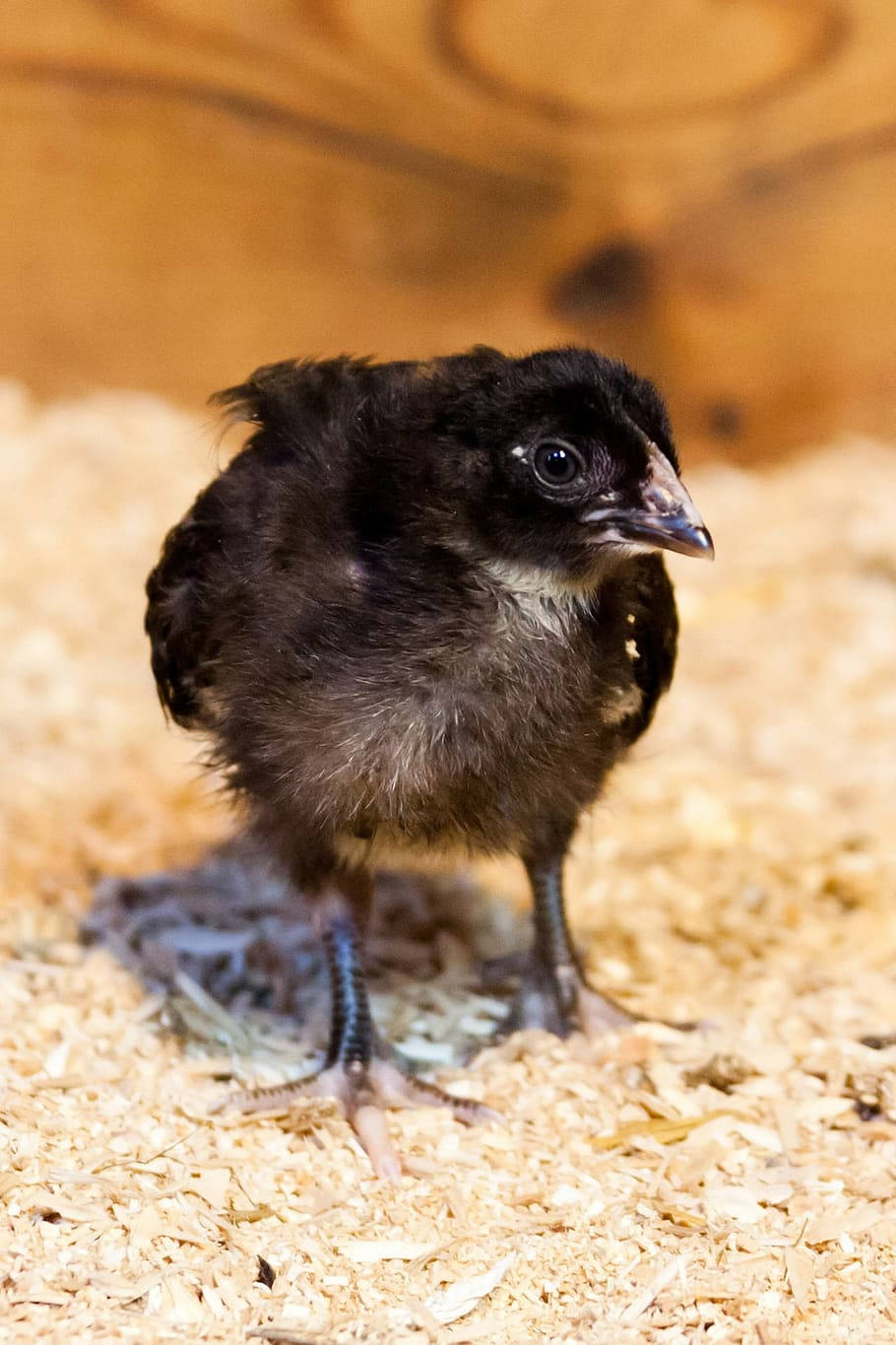 Black Chick Background