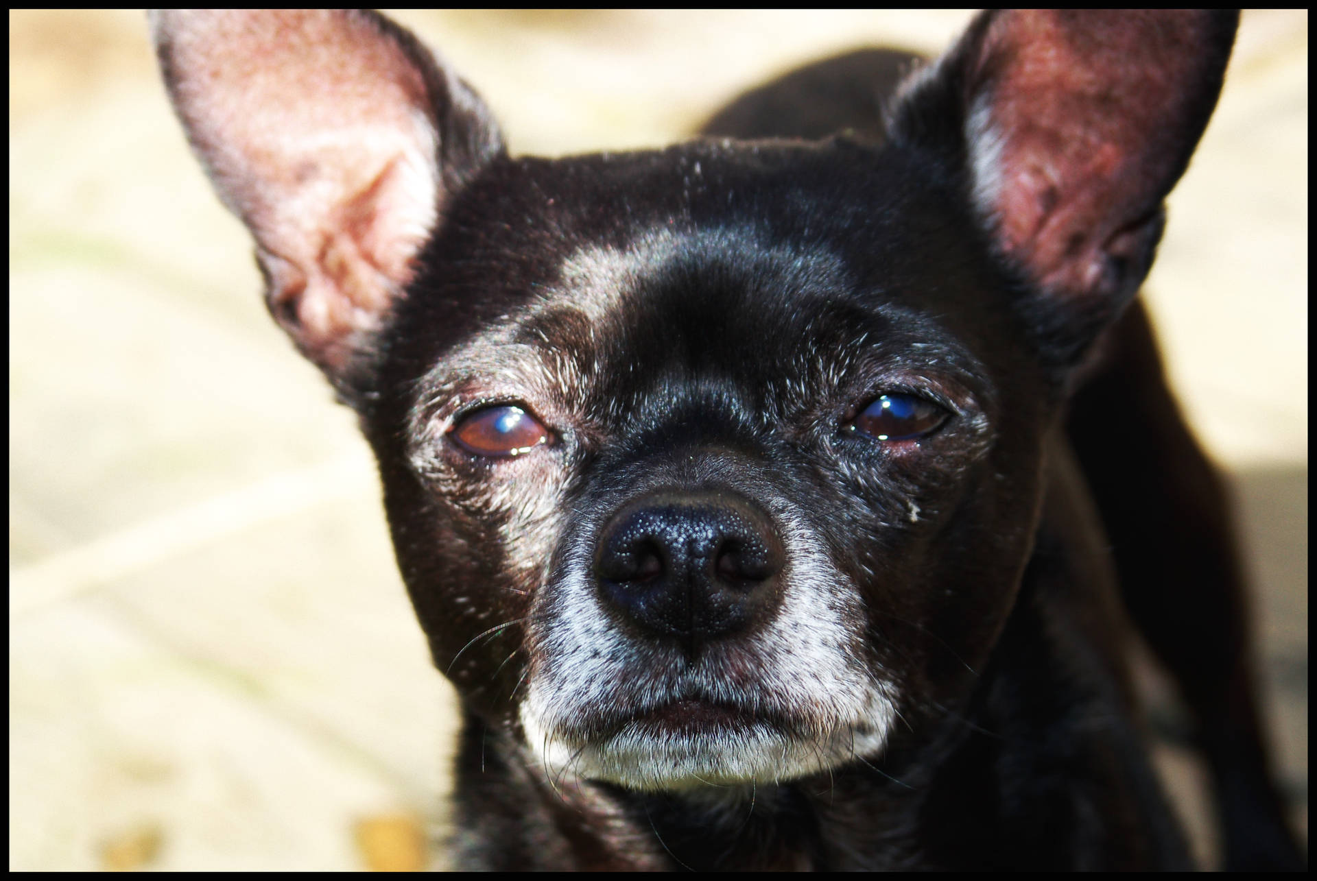 Black Chihuahua Dog Background
