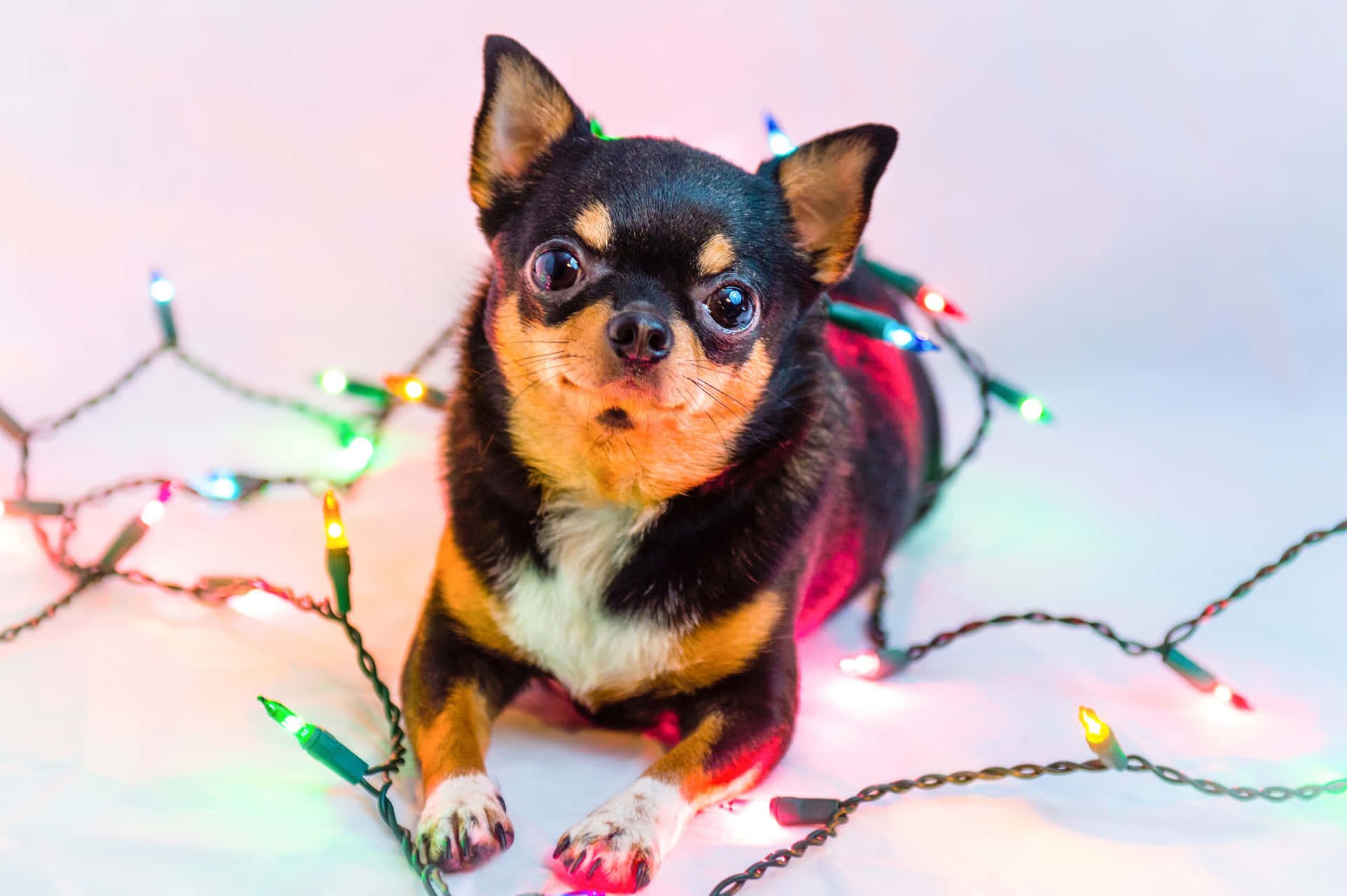 Black Chihuahua Dog Playing Christmas Lights Background