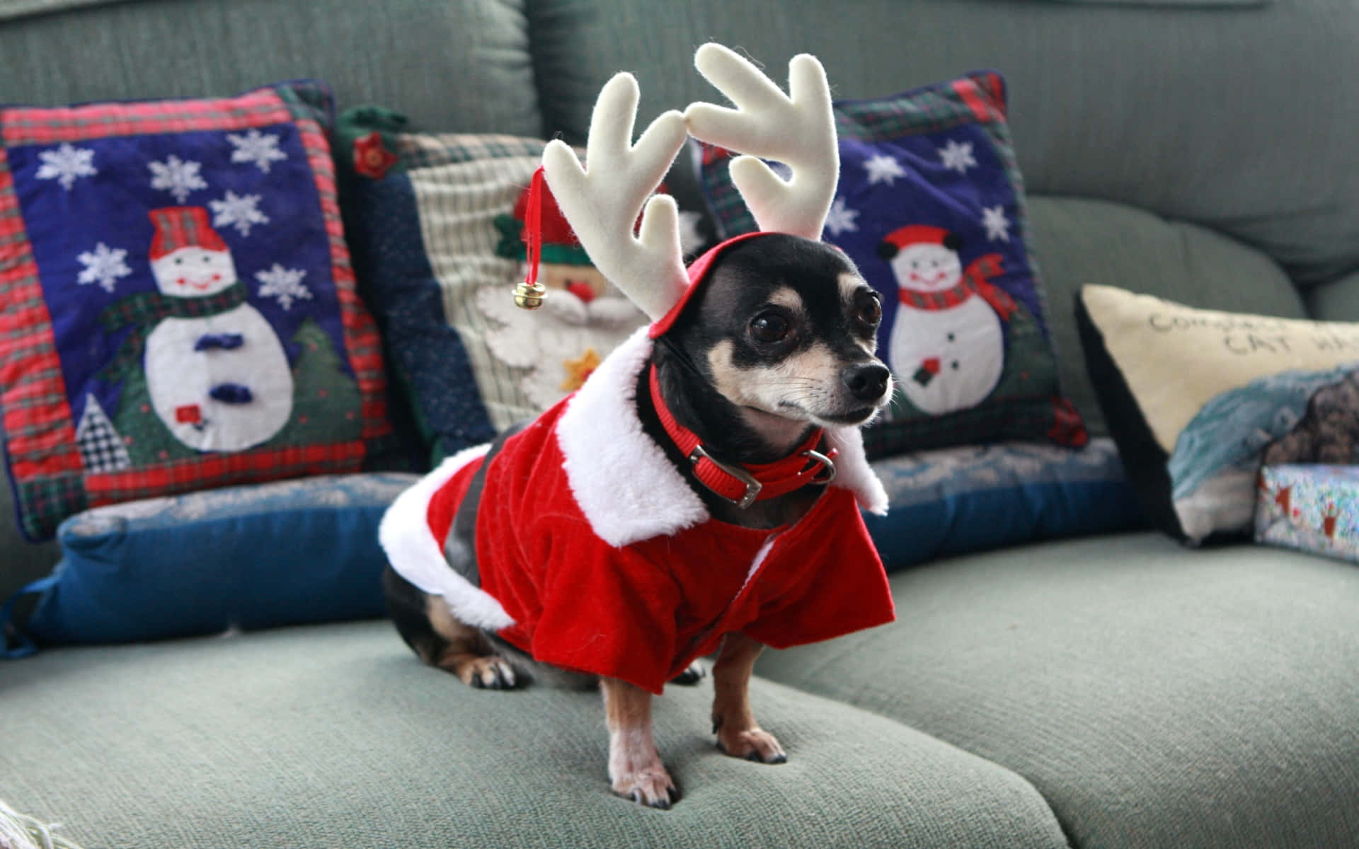 Black Chihuahua Dog Reindeer Costume Background