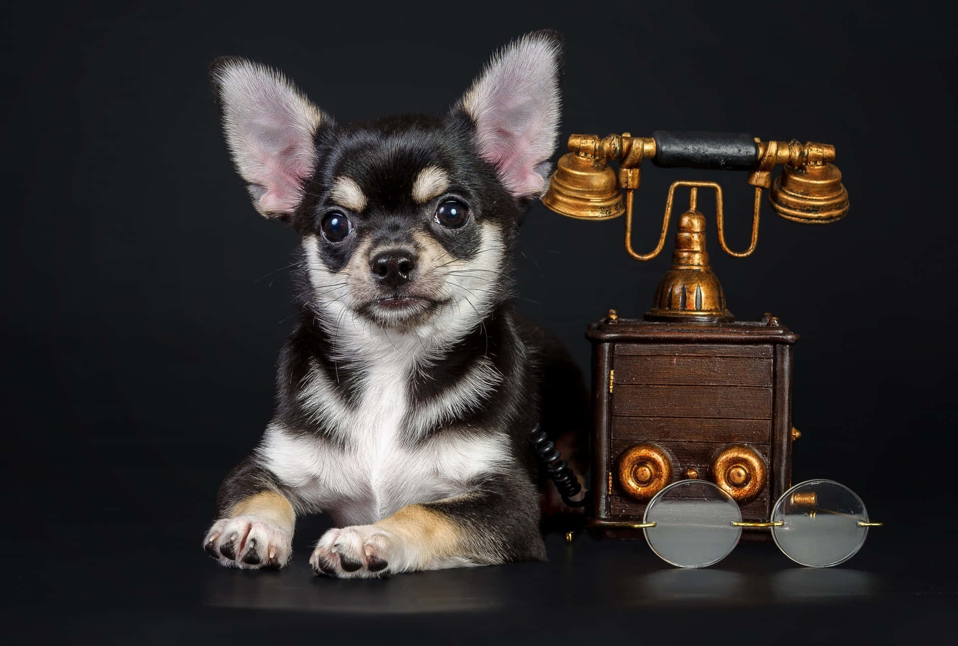 Black Chihuahua Dog Vintage Telephone & Sunglasses Background