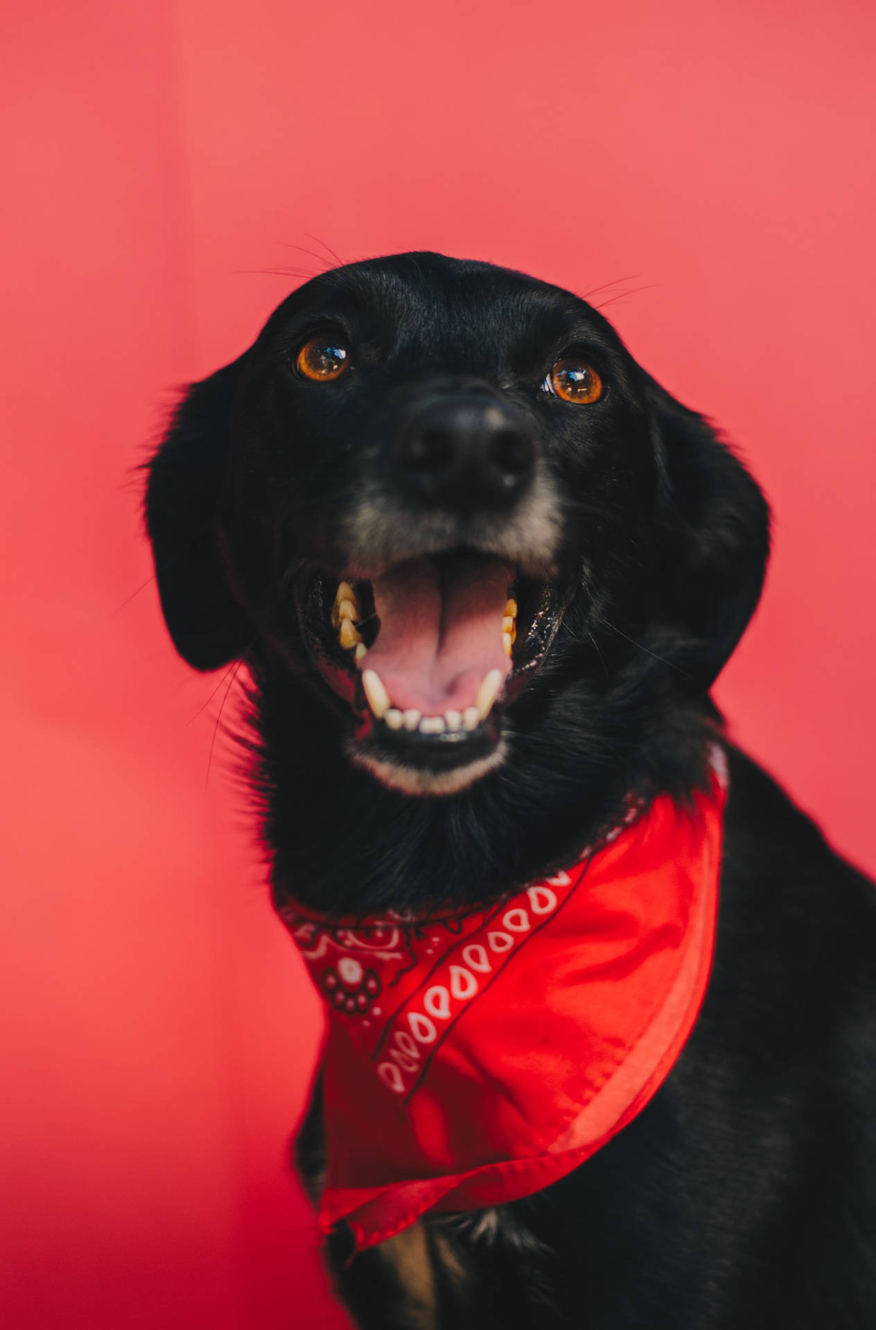 Black Chilean Dog In A Red Bandana Profile