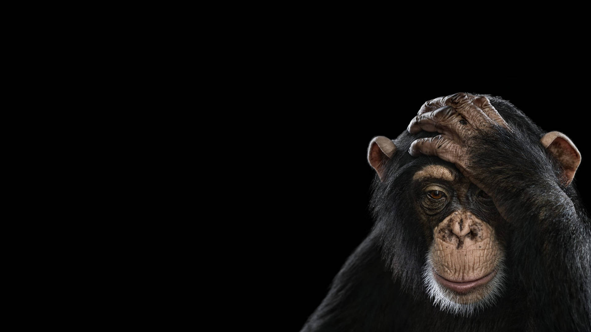 Black Chimpanzee Photography Background