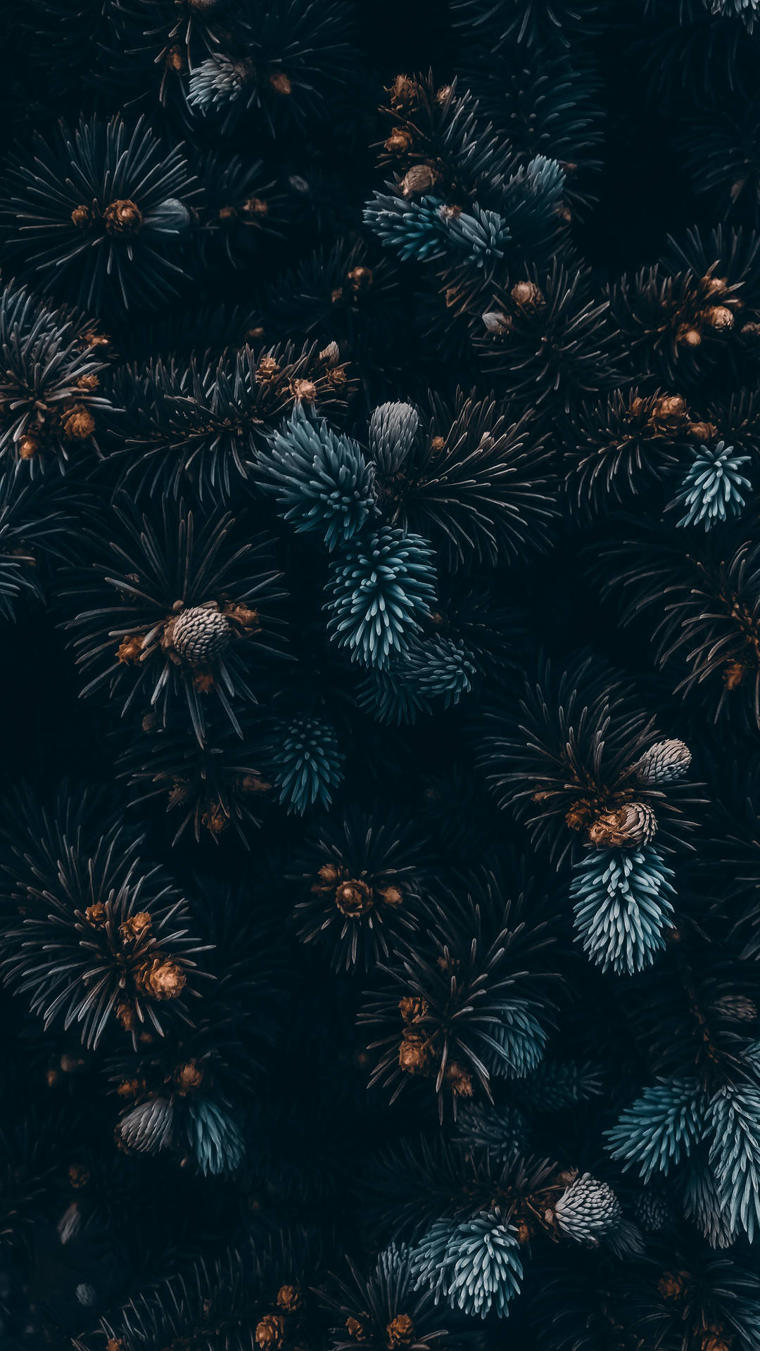 Black Christmas Acorns Background