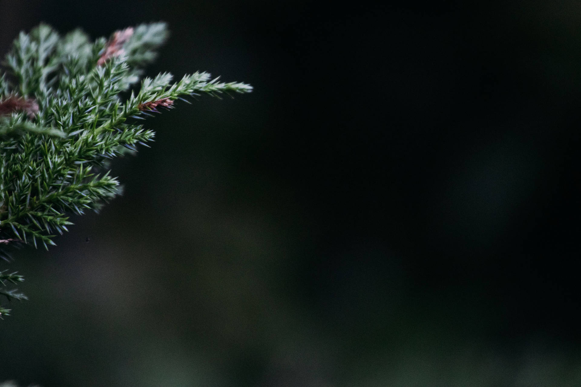 Black Christmas Focus Background