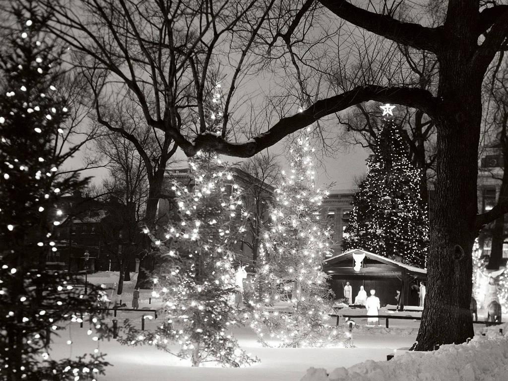 Black Christmas Trees