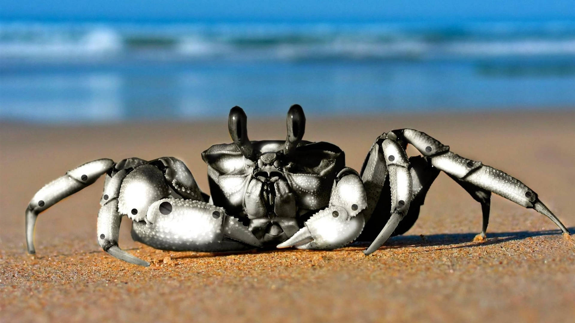Black Crab In Beach Sand Background