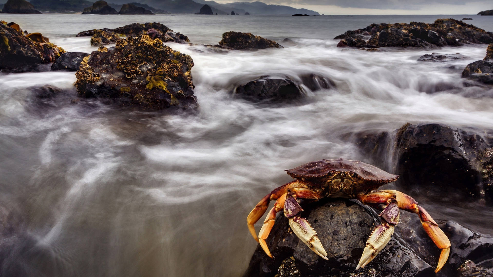 Black Crab On Rock Background