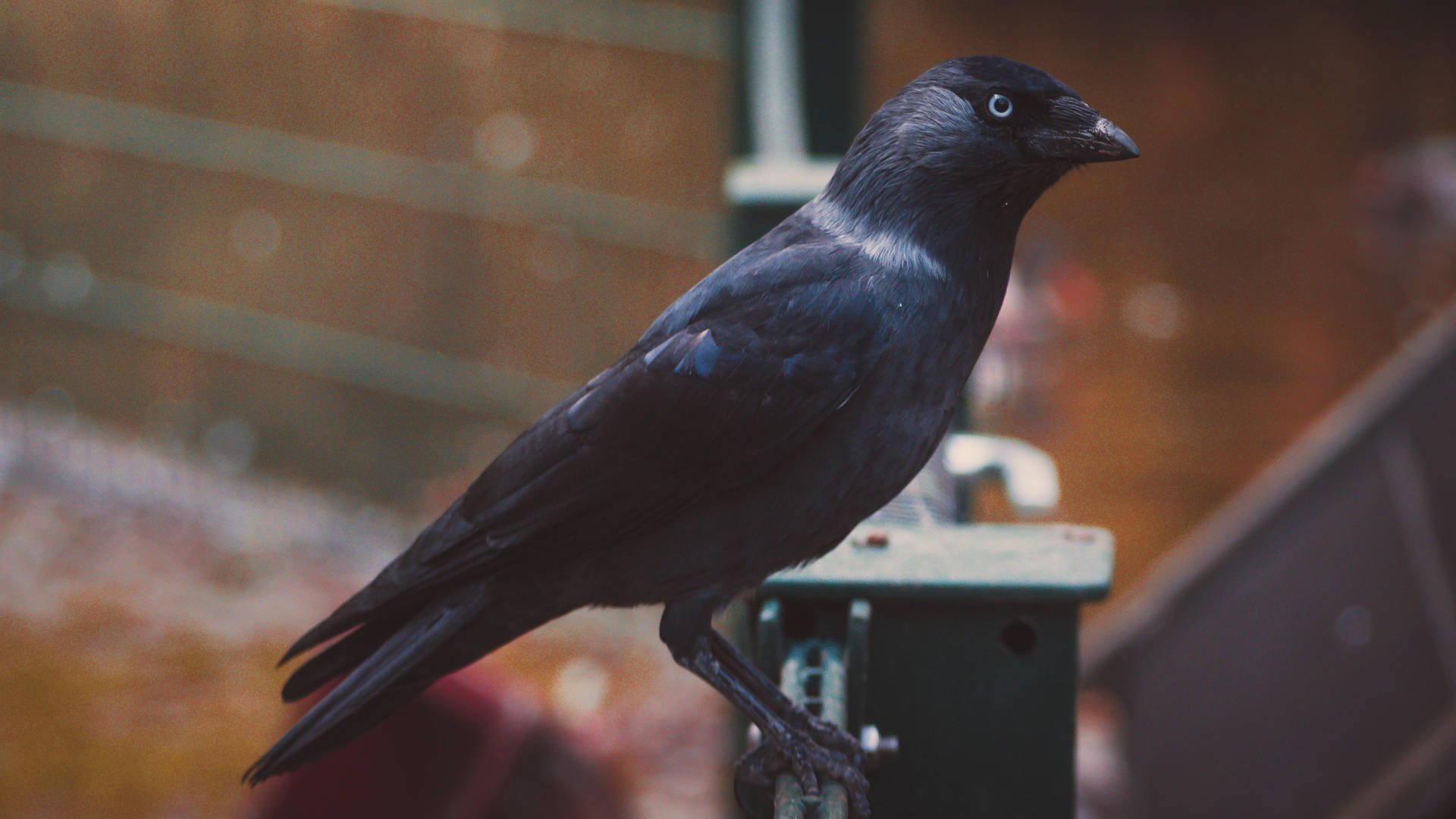 Black Crow Beautiful Birds Background