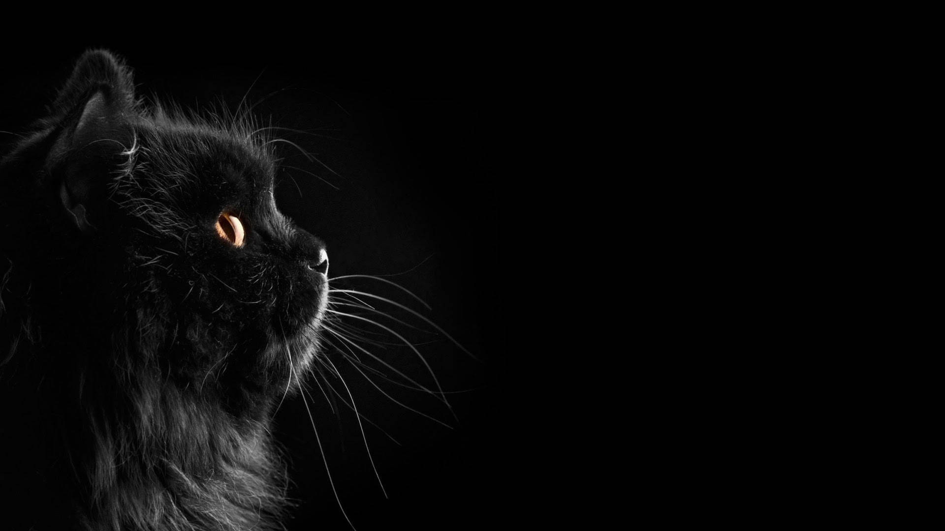 Black Cute Cat Hd Background