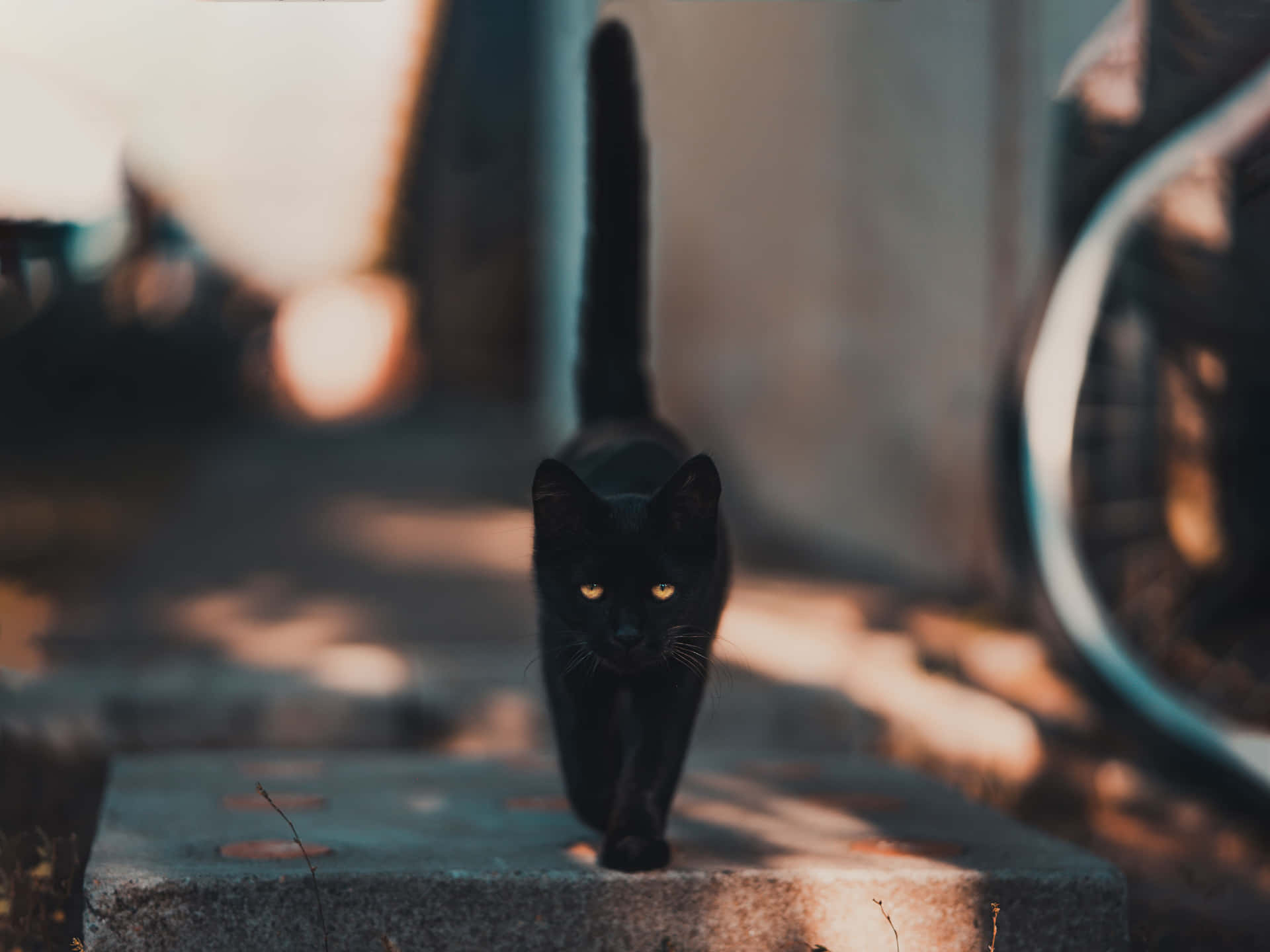 Black Cute Cat Pfp