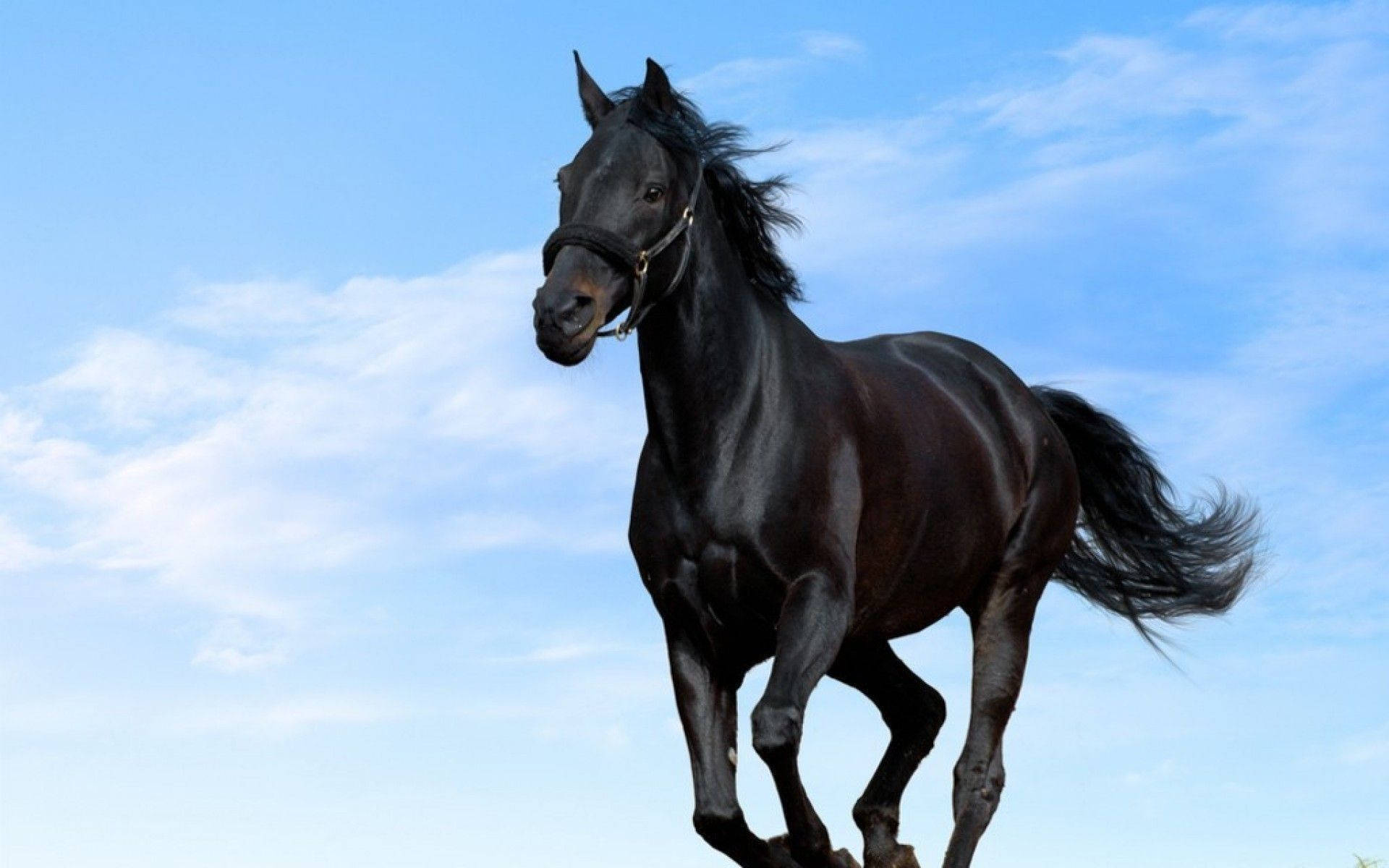 Black Cute Horse Background