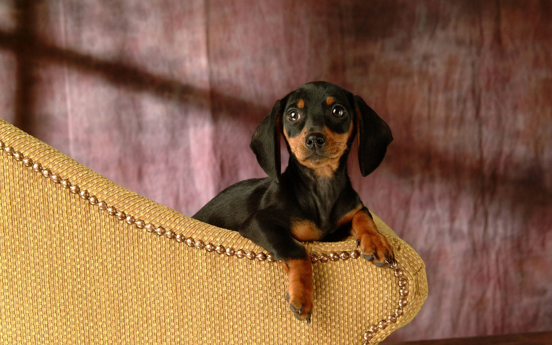 Black Dachshund Cute Puppy Background