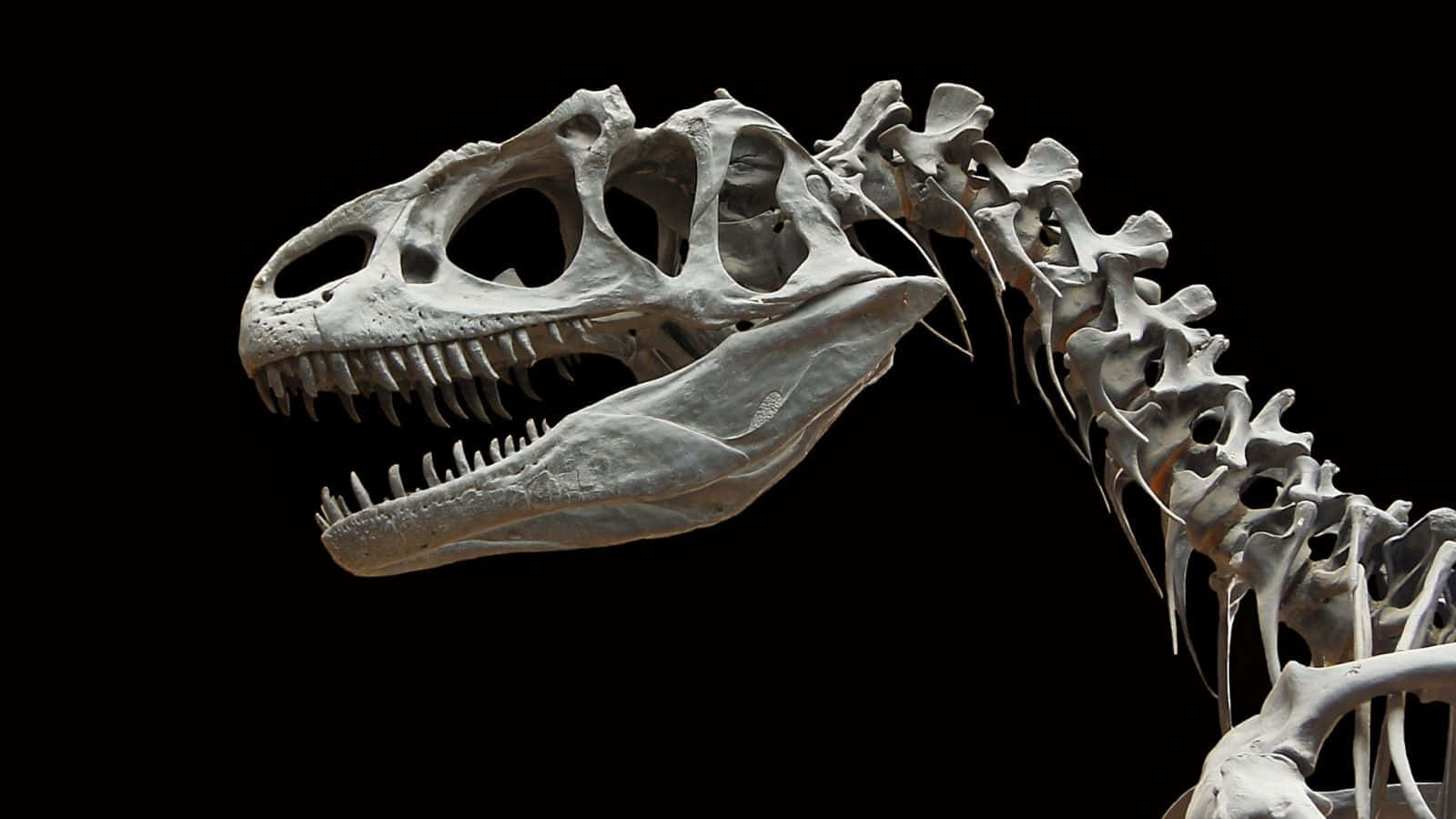 Black Dinosaur Allosaurus Skeleton Background