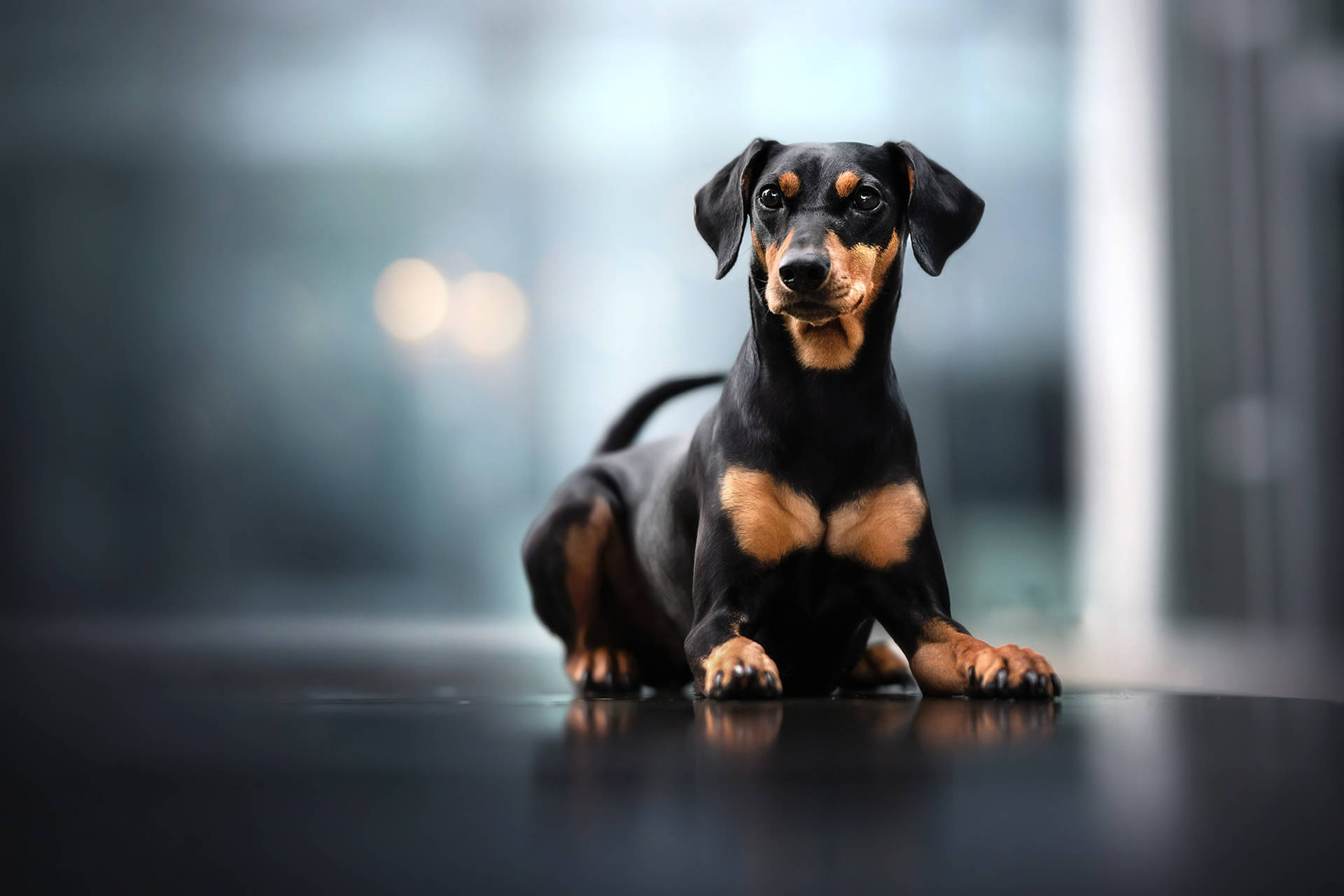 Black Doberman Pinscher Puppy Background